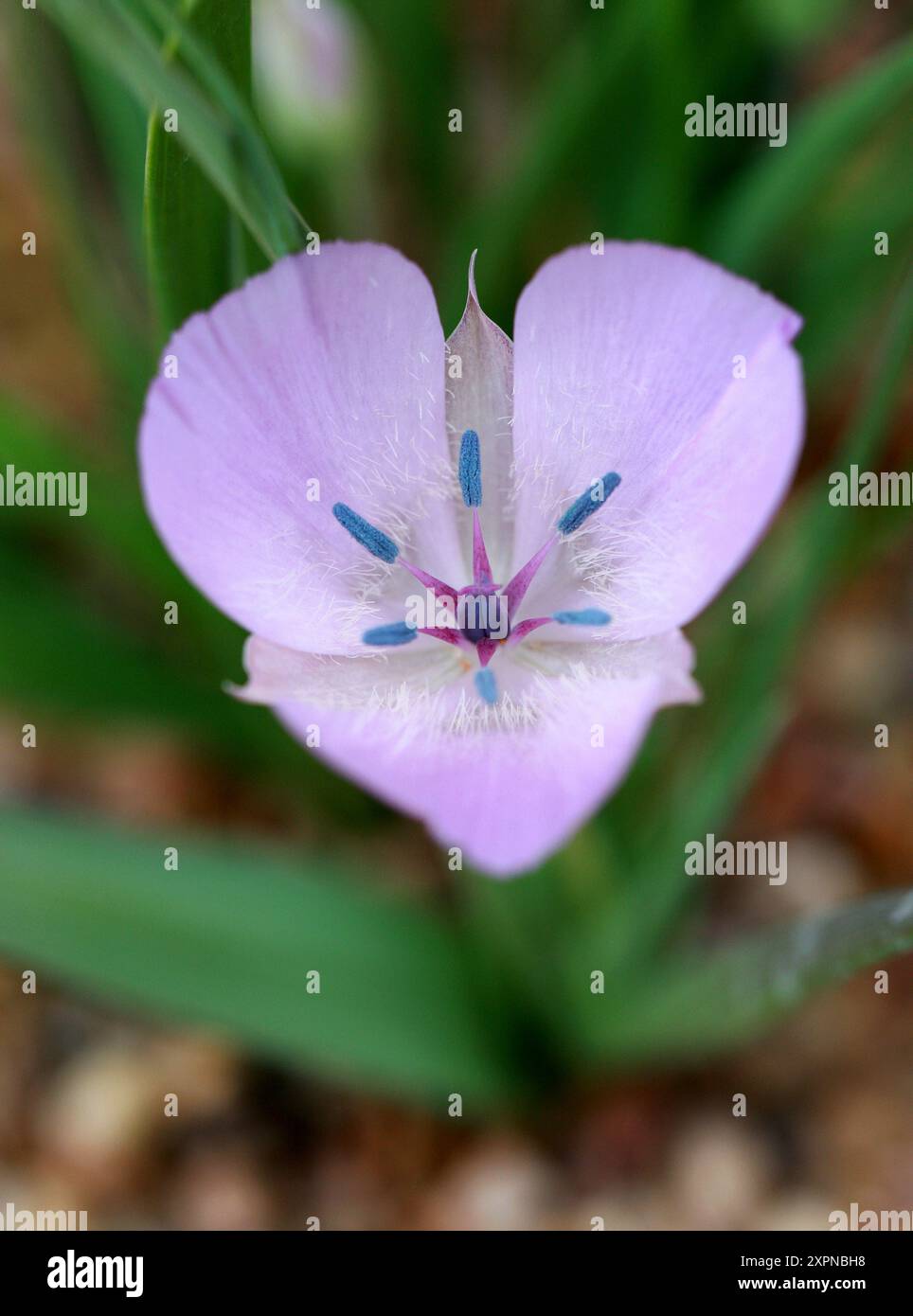 Monterey Mariposa Lily, Star-tulip a fiore grande o Pink Star-tulip, Calochortus uniflorus, Liliaceae. Oregon, California, Stati Uniti, Nord America. Foto Stock