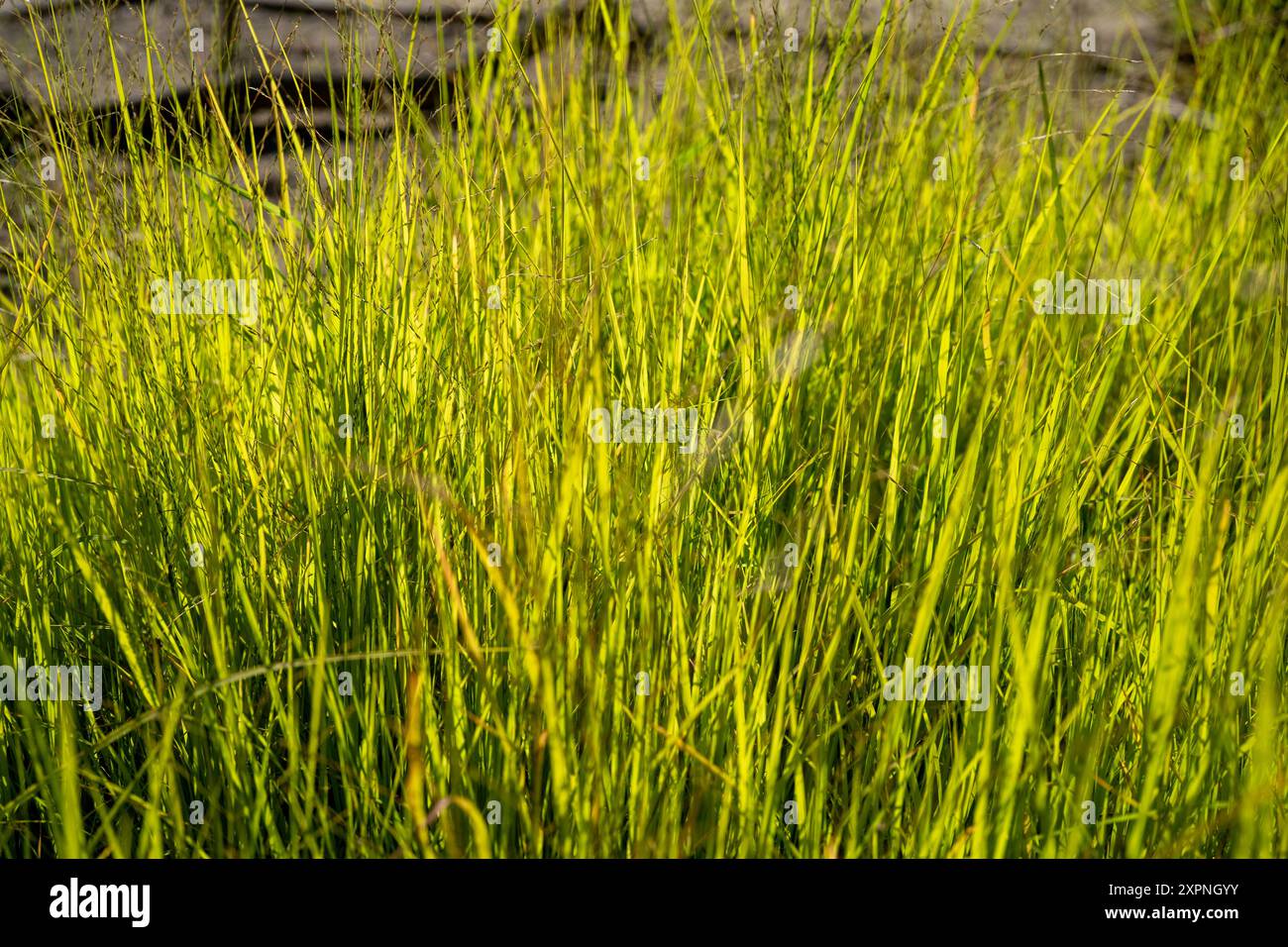 Immagine ravvicinata dell'erba d'amore dell'Elba (Eragrostis albensis) Foto Stock