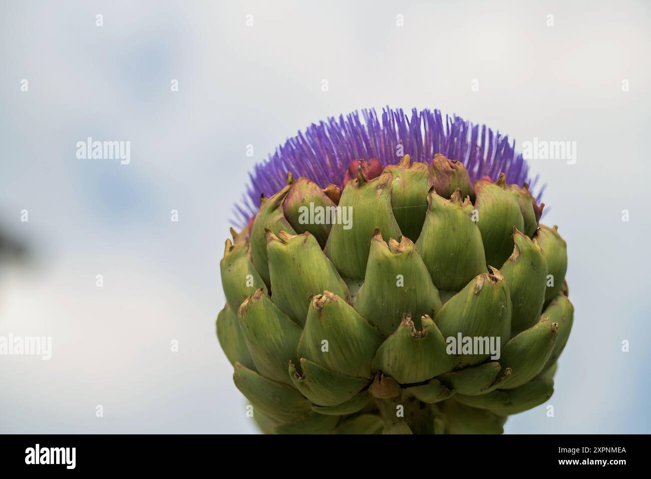 Un carciofo Globe, Cynara scolymus, fiorito con i suoi vibranti fiori di petali porpora Foto Stock