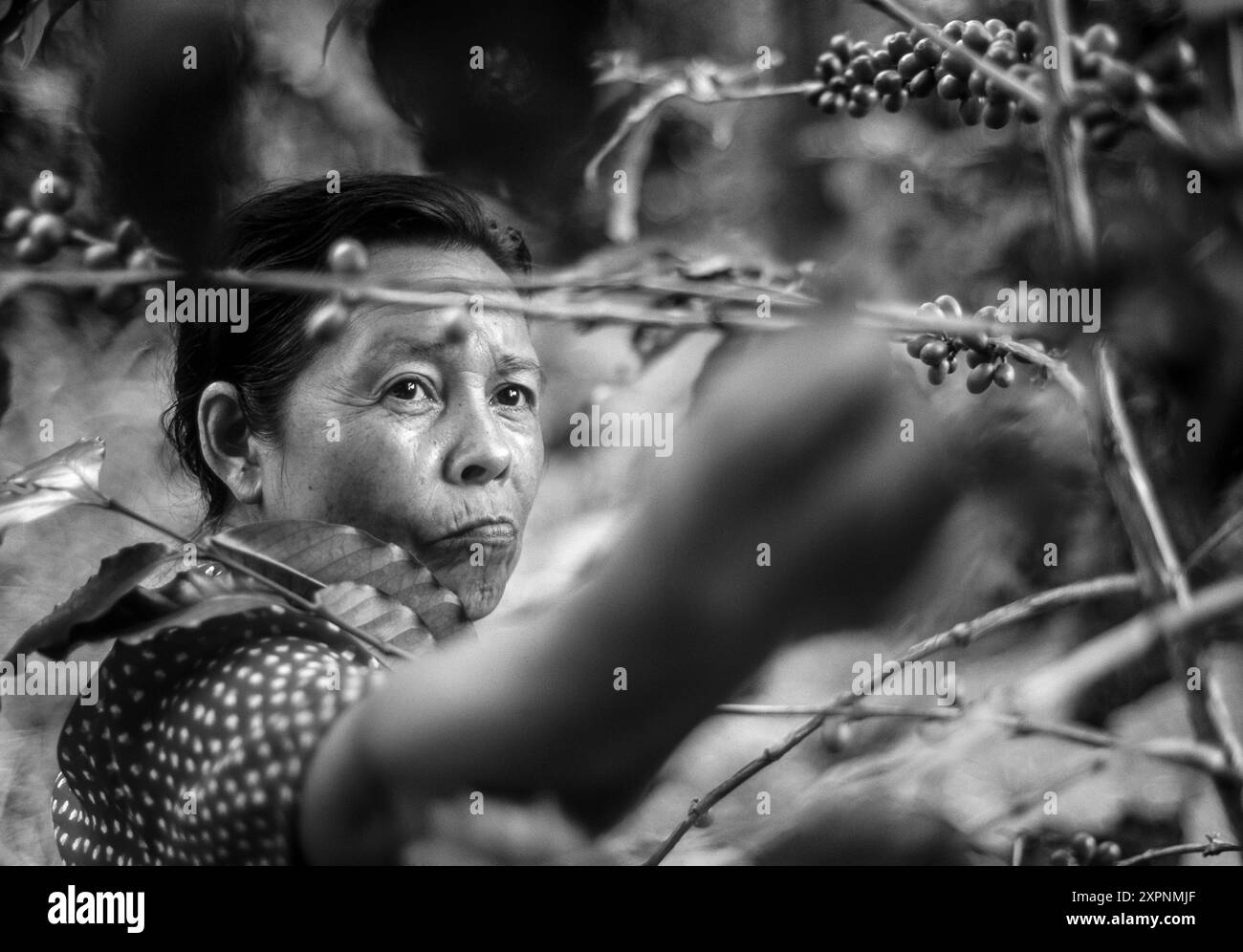 Donna che raccoglie ciliegie di caffè da una pianta, lo stato di Barinas, Venezuela Foto Stock