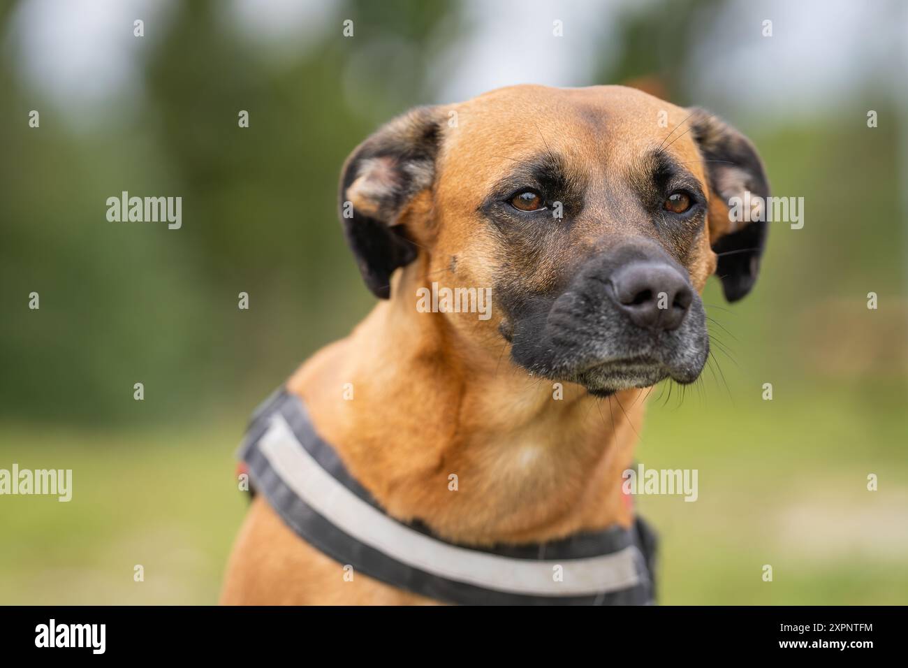 Primo piano ritratto di un cane di razza mista su uno sfondo di erba verde nel parco. Ritratto del cane di razza mista (mongrel). Foto Stock Primo piano ritratto di un cane di razza mista su uno sfondo di erba verde nel parco. Ritratto del cane di razza mista (mongrel). Foto Stock