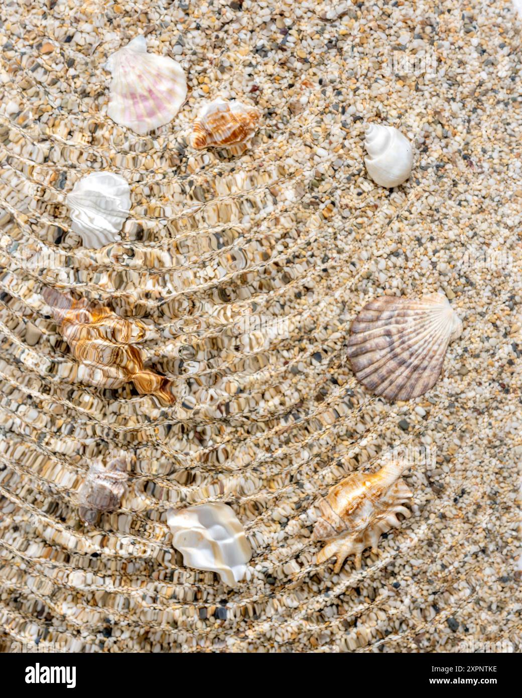 Conchiglie sulla sabbia. Sfondo per le vacanze estive al mare con spazio per copie. Foto Stock