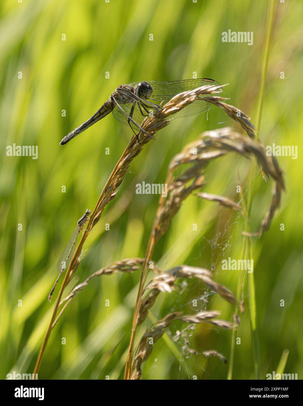 Dragonfly sulle erbe estive Foto Stock
