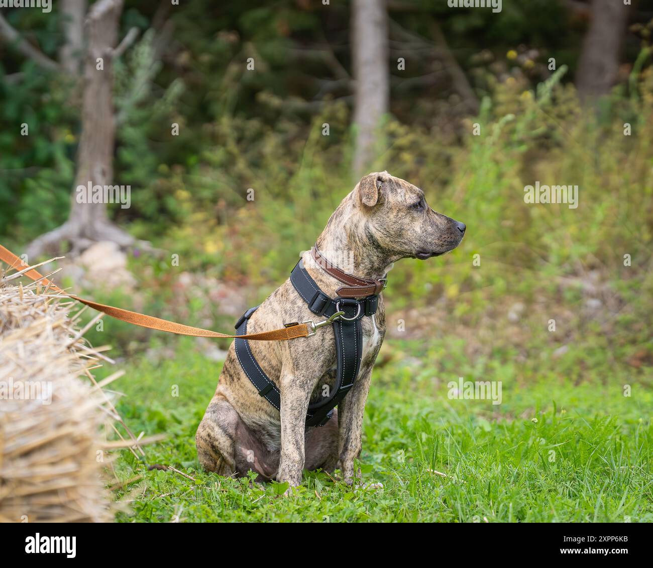 American Staffordshire Terrier all'aperto. Il ritratto del cane a colori Amstaff brindle. Foto Stock