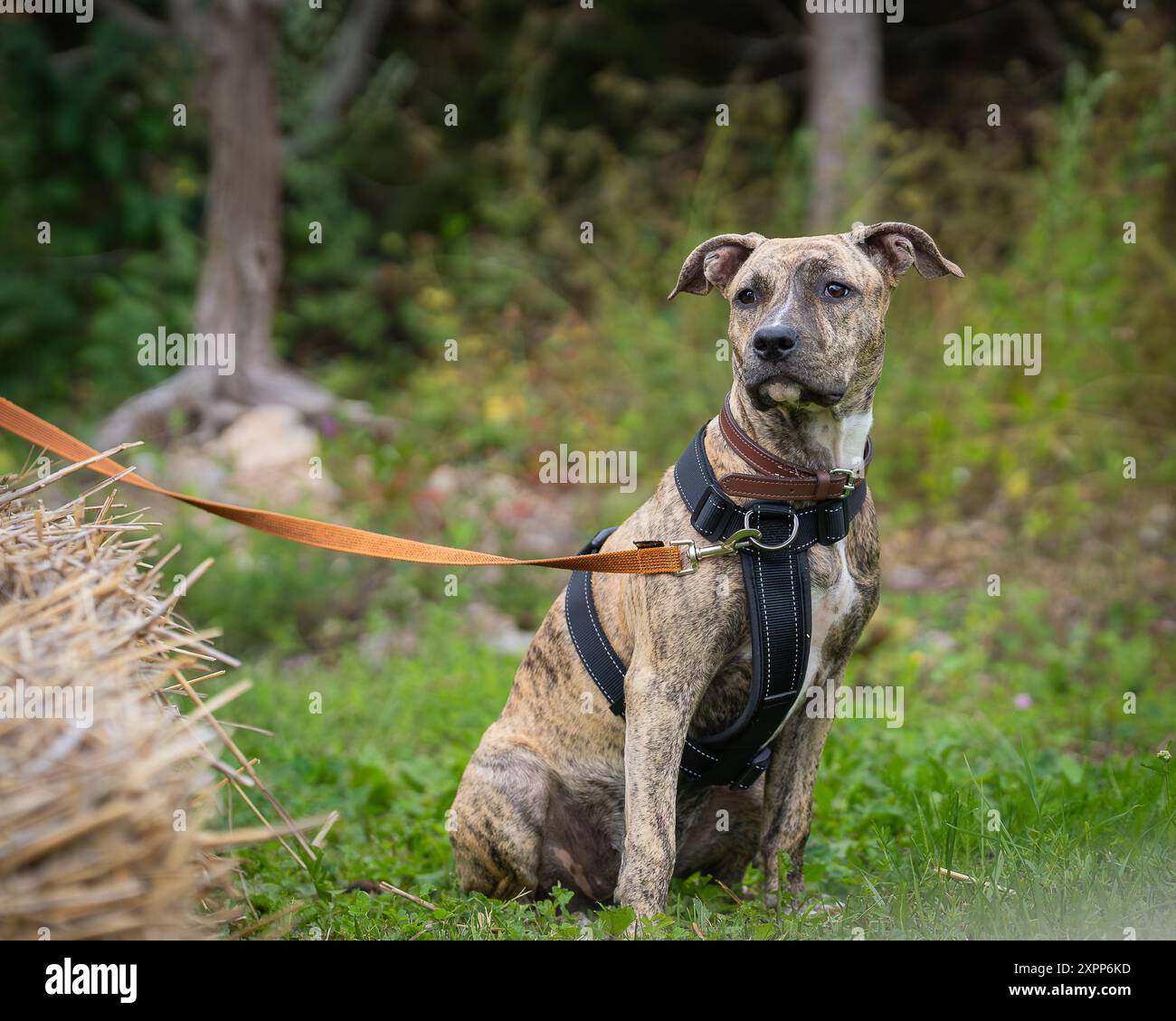 American Staffordshire Terrier all'aperto. Il ritratto del cane a colori Amstaff brindle. Foto Stock