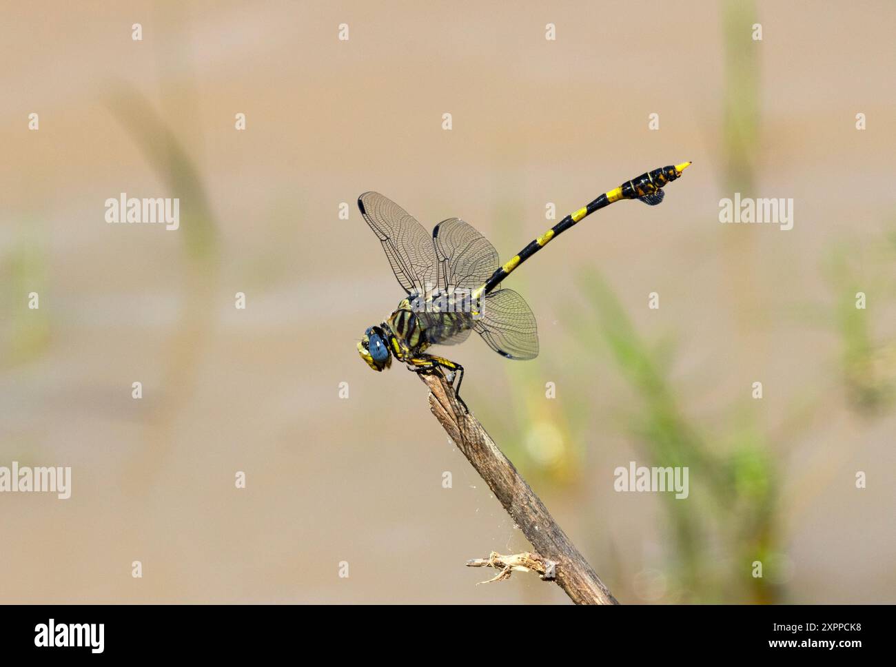 Grandi, marcate con coraggio e simili nell'aspetto, la coda di tigre comune maschile e femminile si trova in aree aperte vicino a grandi corpi d'acqua Foto Stock