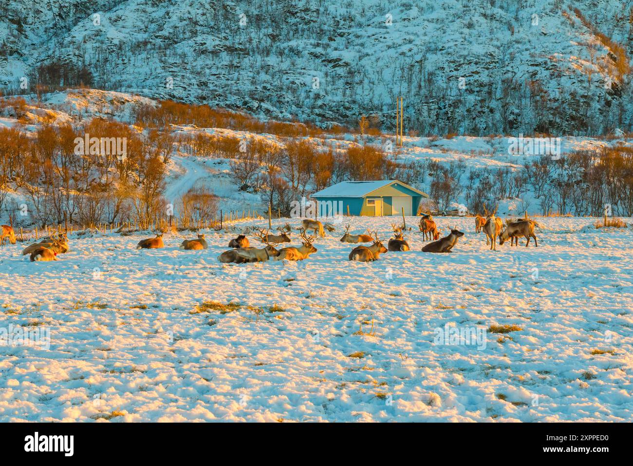 Renne nel nord della Norvegia in inverno con uno sfondo bellissimo e colorato. Sommaroy (vicino a Tromso) Foto Stock