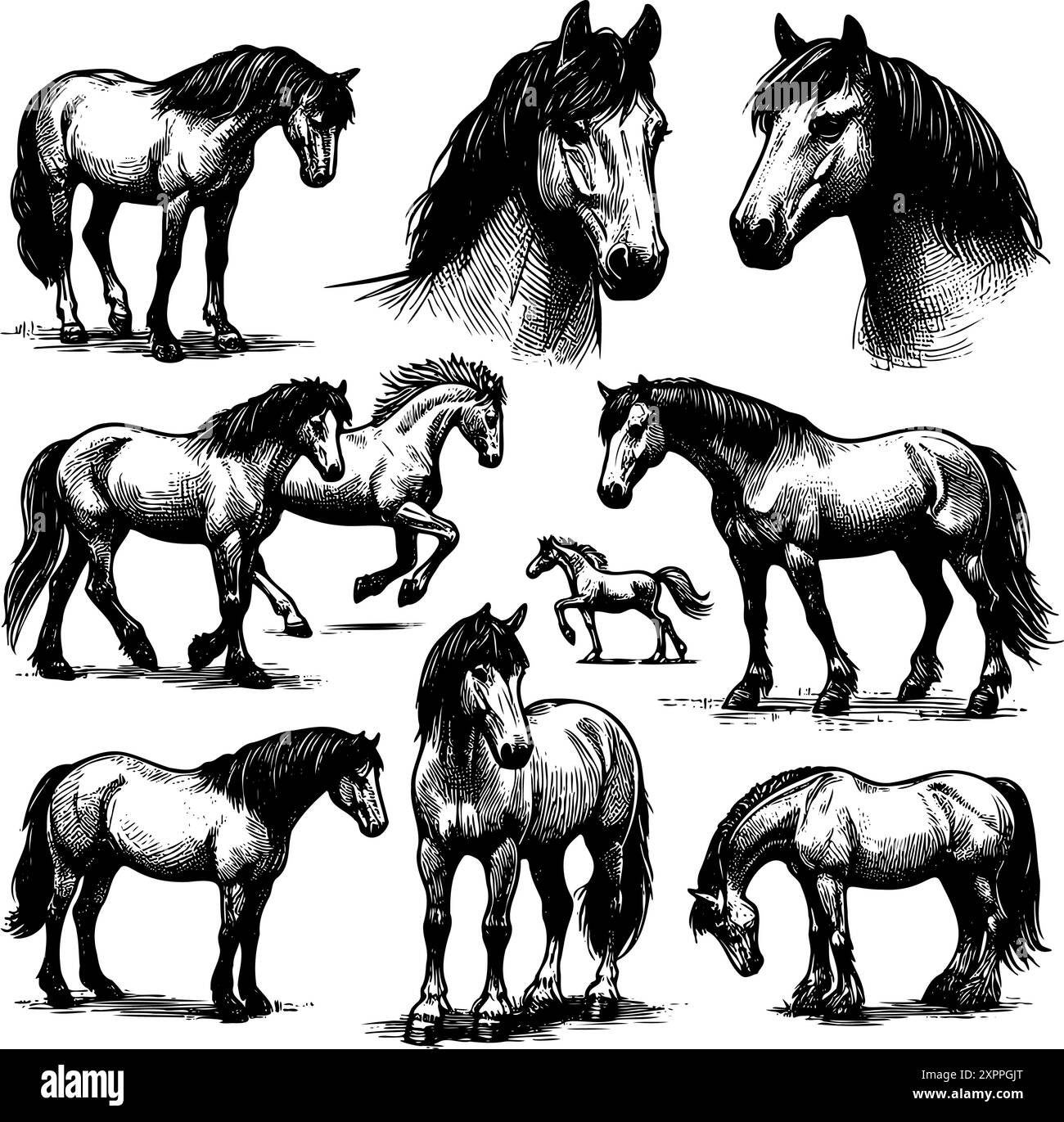 I cavalli nell'immagine sono tutti in bianco e nero, e sono tutti in piedi in posizioni diverse. Alcuni di loro sono vicini, mentre altri si trovano più lontani Illustrazione Vettoriale