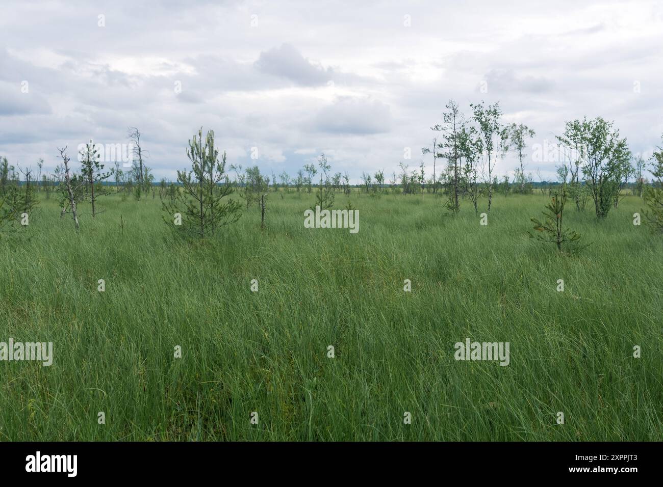grande paesaggio di piante con alberi storti Foto Stock