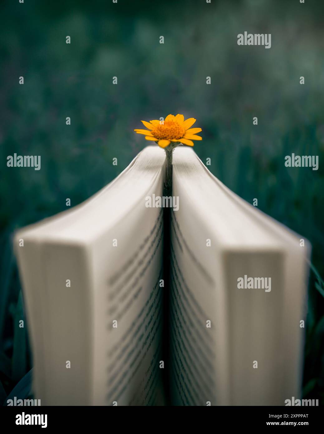 Libro aperto con un fiore di campo giallo tra le sue pagine, girato in natura con manipolazione artistica dei colori e messa a fuoco selettiva Foto Stock