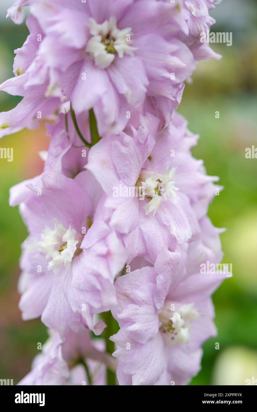 Delfinio rosa tenue con un'ape bianca che fiorisce in un giardino estivo. Foto Stock