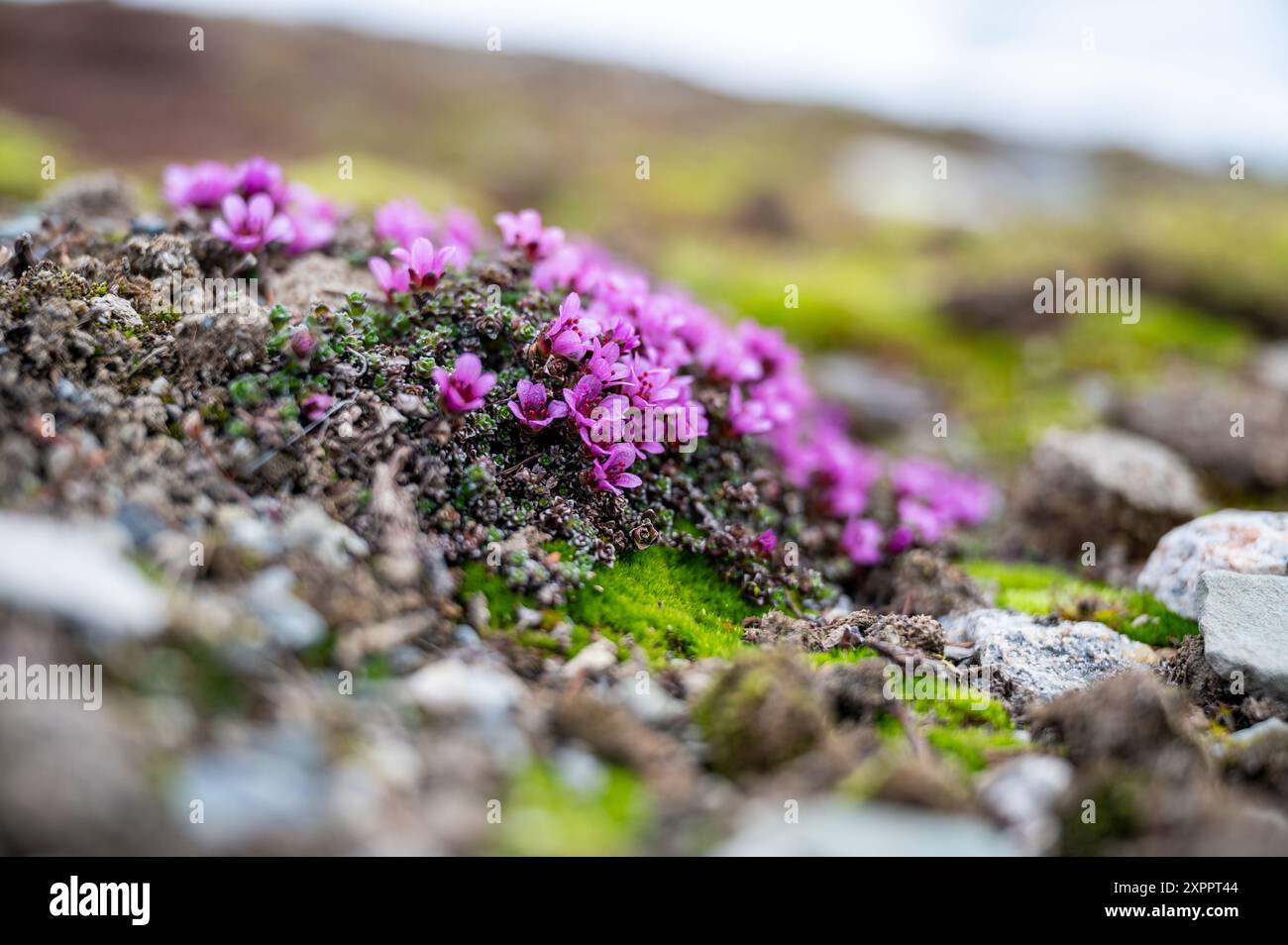 Sassifrage rosso (Saxifraga oppositifolia) nel paesaggio artico di Spitsbergen, Svalbard, Norvegia, Artico Foto Stock