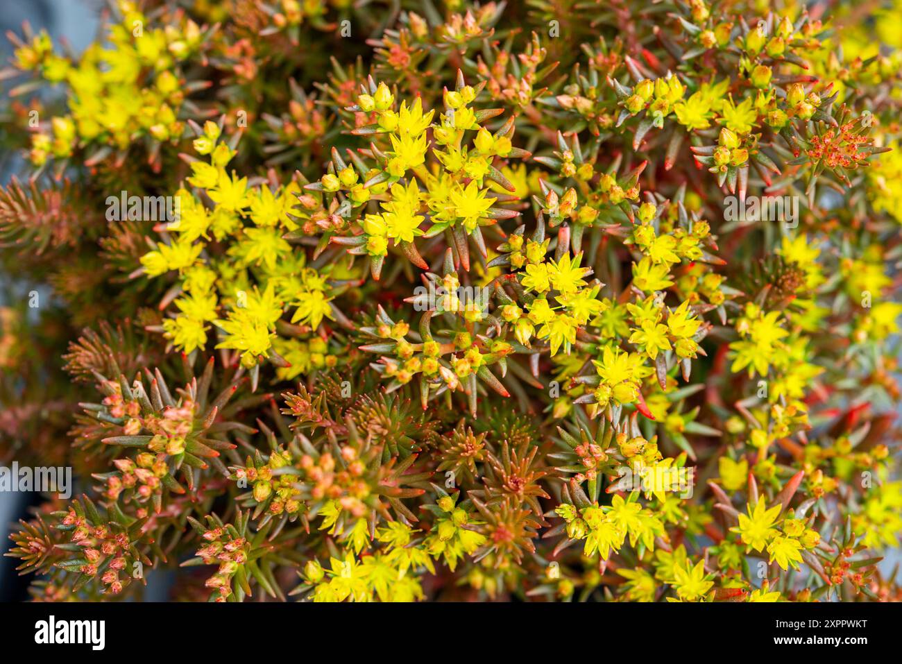 Sedum 'Hakonense Chocolate Ball'. Un sedum a bassa crescita con fogliame marrone e piccoli fiori gialli. Foto Stock
