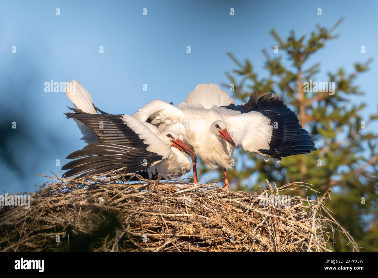 2 giovani cicogne nel nido Foto Stock