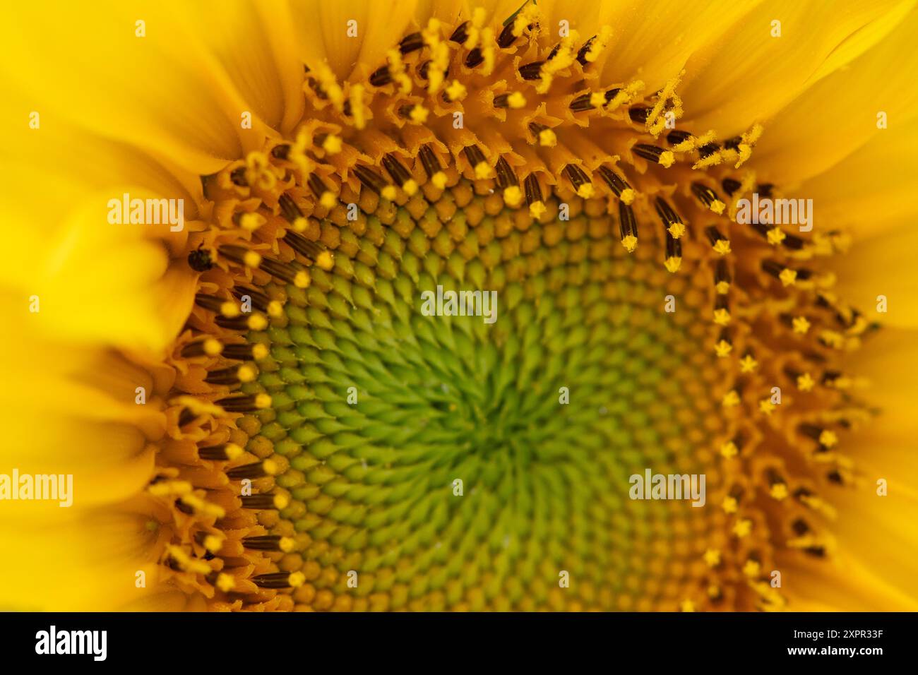 Eton, Regno Unito. 7 agosto 2024. Graziosi girasoli gialli piantati ai margini di un campo agricolo a Eton, Windsor, Berkshire, fornendo una fonte vitale di polline per api e impollinatori. Crediti: Maureen McLean/Alamy Foto Stock