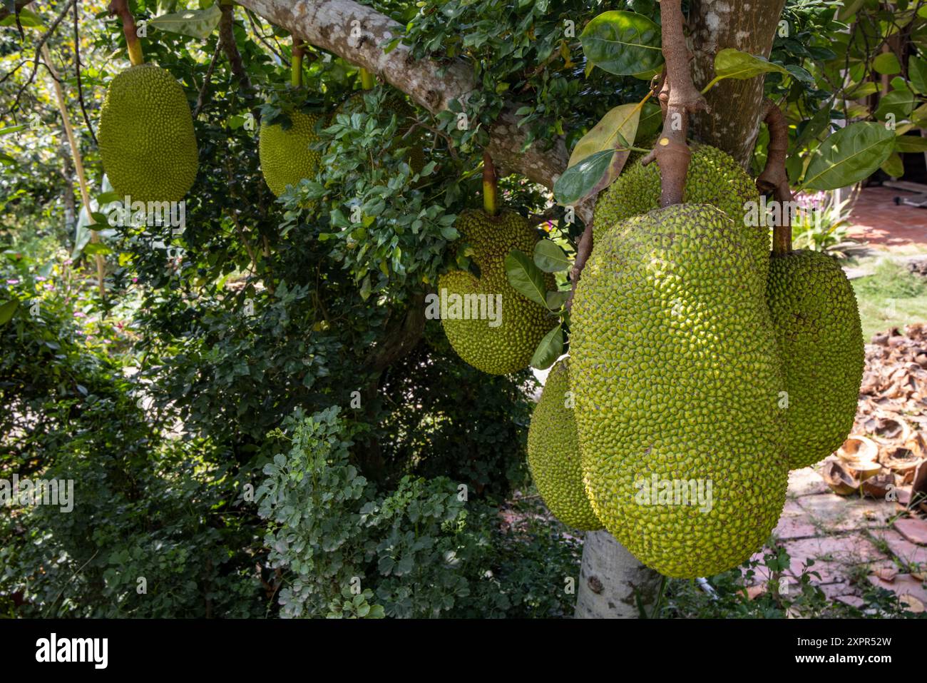 Jackfruit gigante sull'albero, Cai Lay (Cái Lậy), Tien Giang (Tiền Giang), Vietnam, Asia Foto Stock