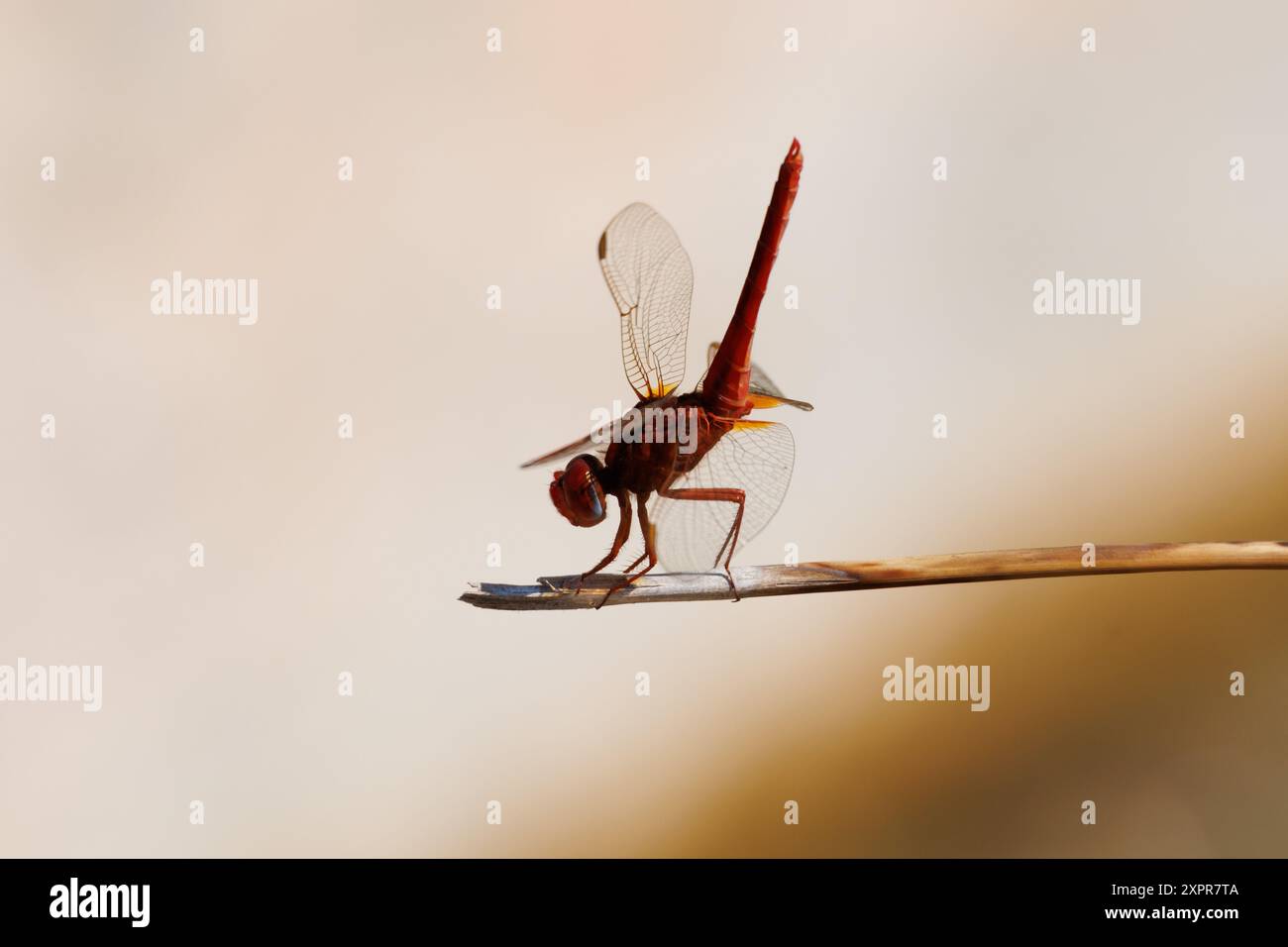 Silhouette di una Scarlatta Dragonfly (Crocothemis erythraea) con luce solare proveniente da dietro alla Fontana di Mariola, Bocairente, Spagna Foto Stock