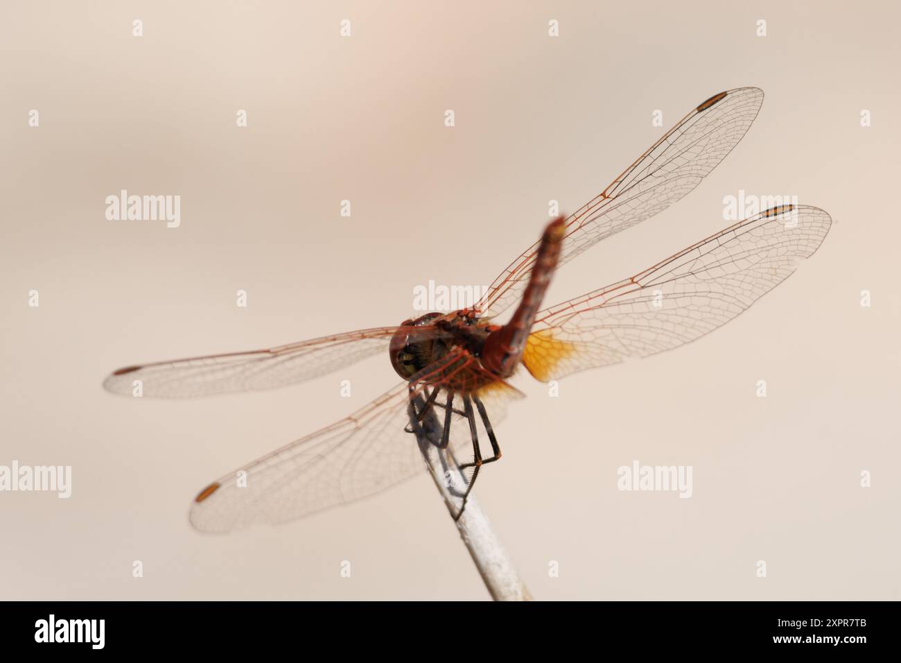 Dragonfly scarlatta (Crocothemis erythraea) arroccata su una canna vista da dietro, Bocairente, Spagna Foto Stock