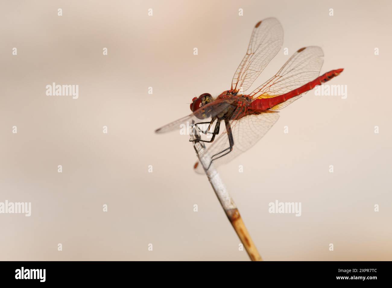 Dragonfly scarlatta (Crocothemis erythraea) arroccata su una canna in posizione laterale, Bocairente, Spagna Foto Stock