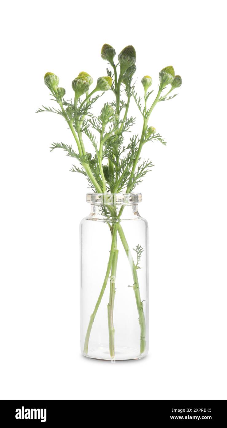 Piante di camomilla isolate su bianco. Erbe curative Foto Stock