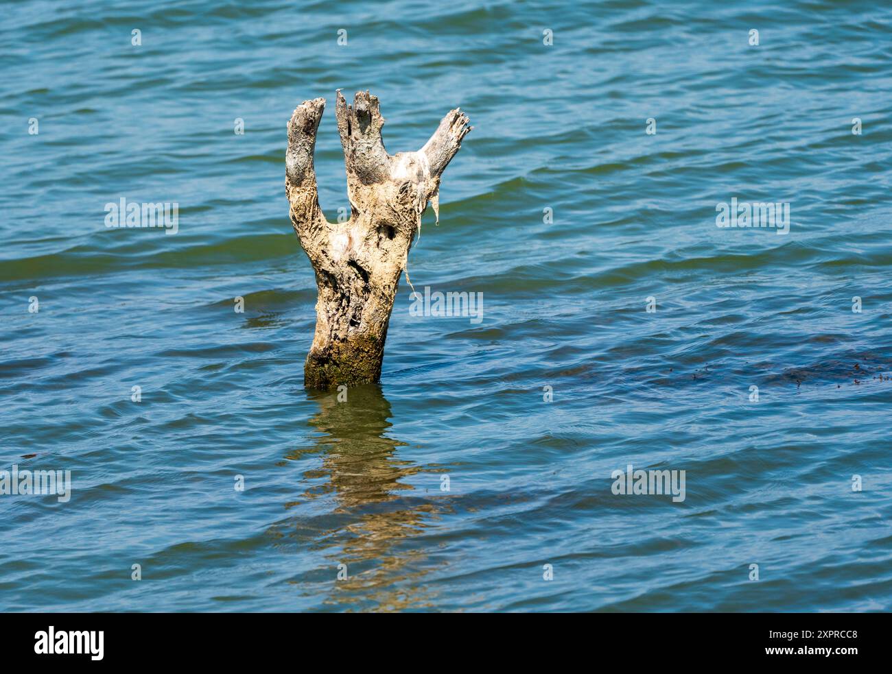 Vecchio tronco in legno nel lago: Concetto "lasciate i vostri oneri" per le vacanze estive. Foto Stock