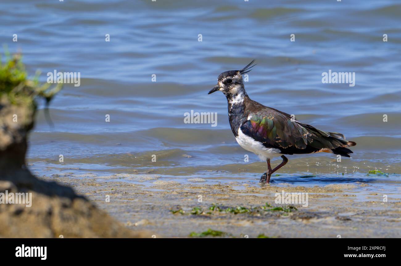 Lombare settentrionale (Vanellus vanellus) femmina che si allena lungo la riva fangosa dello stagno in palude salata/palude in estate Foto Stock