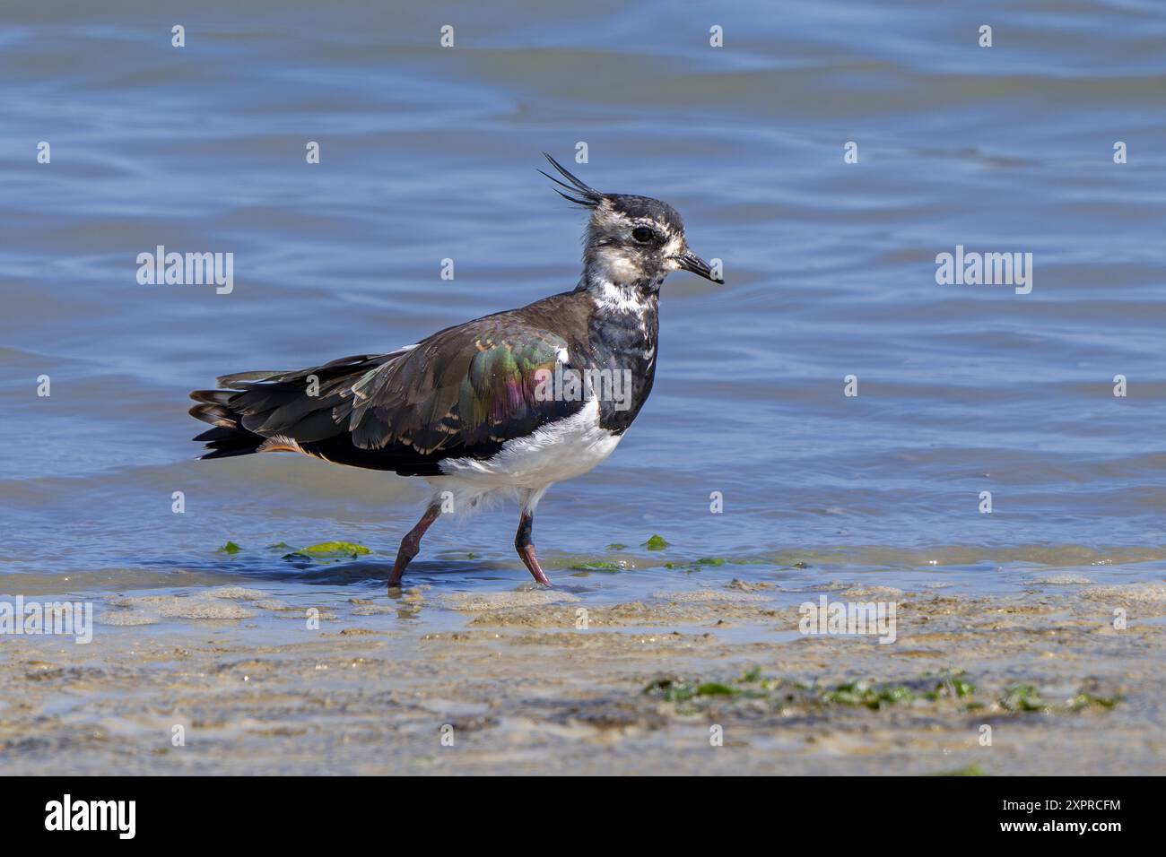 Lombare settentrionale (Vanellus vanellus) femmina che si allena lungo la riva fangosa dello stagno in palude salata/palude in estate Foto Stock