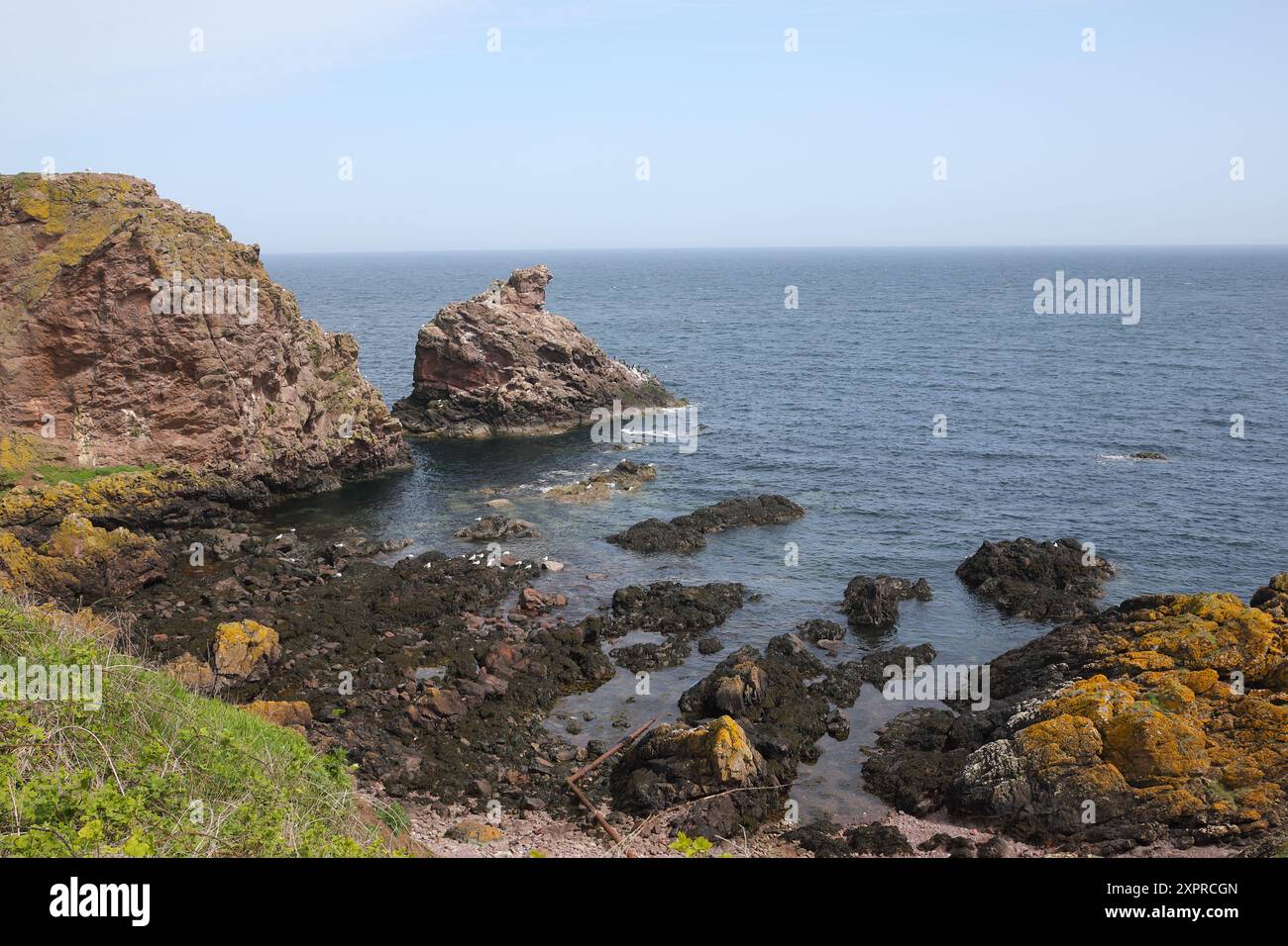 Formazione rocciosa chiamata Jocks nose, St abbs Scozia Foto Stock
