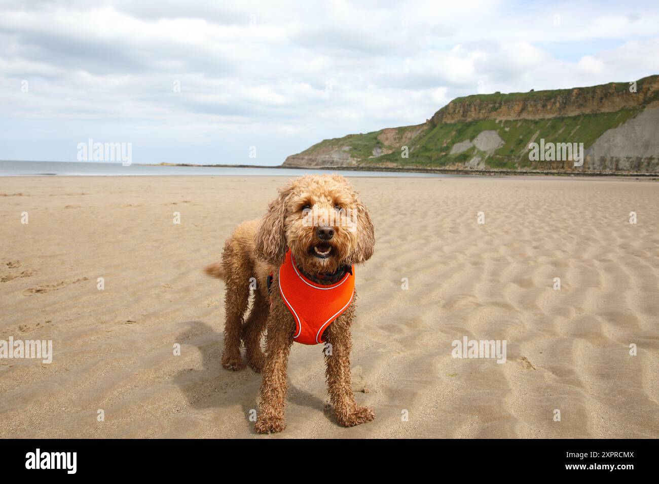Cane sulla spiaggia Foto Stock