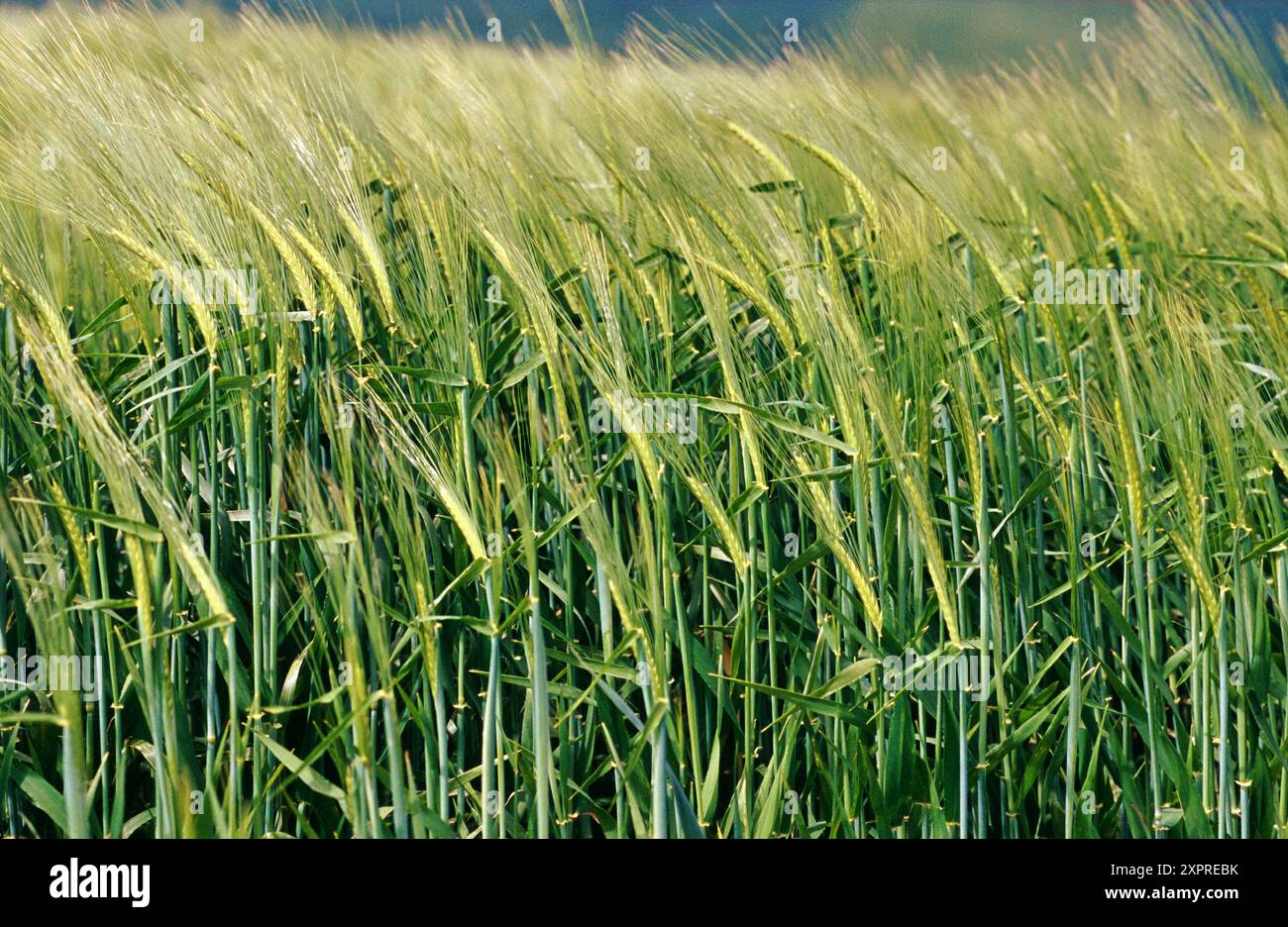 Raccolto di cereale. La Navarra. Spagna Foto Stock