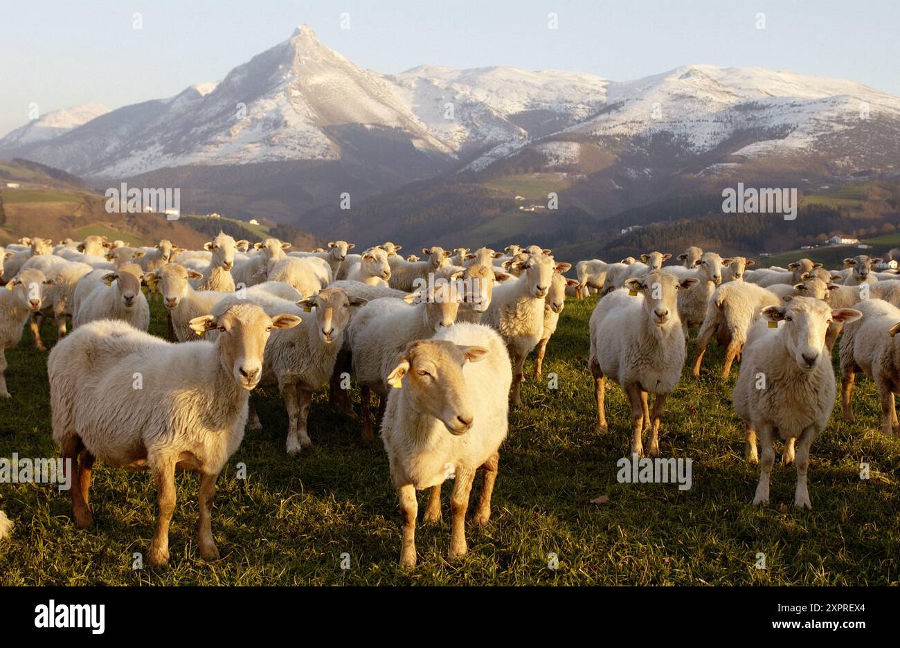 Pecore, Monte Txindoki, Sierra de Aralar, Zaldibia, Guipúzcoa, Spagna Foto Stock