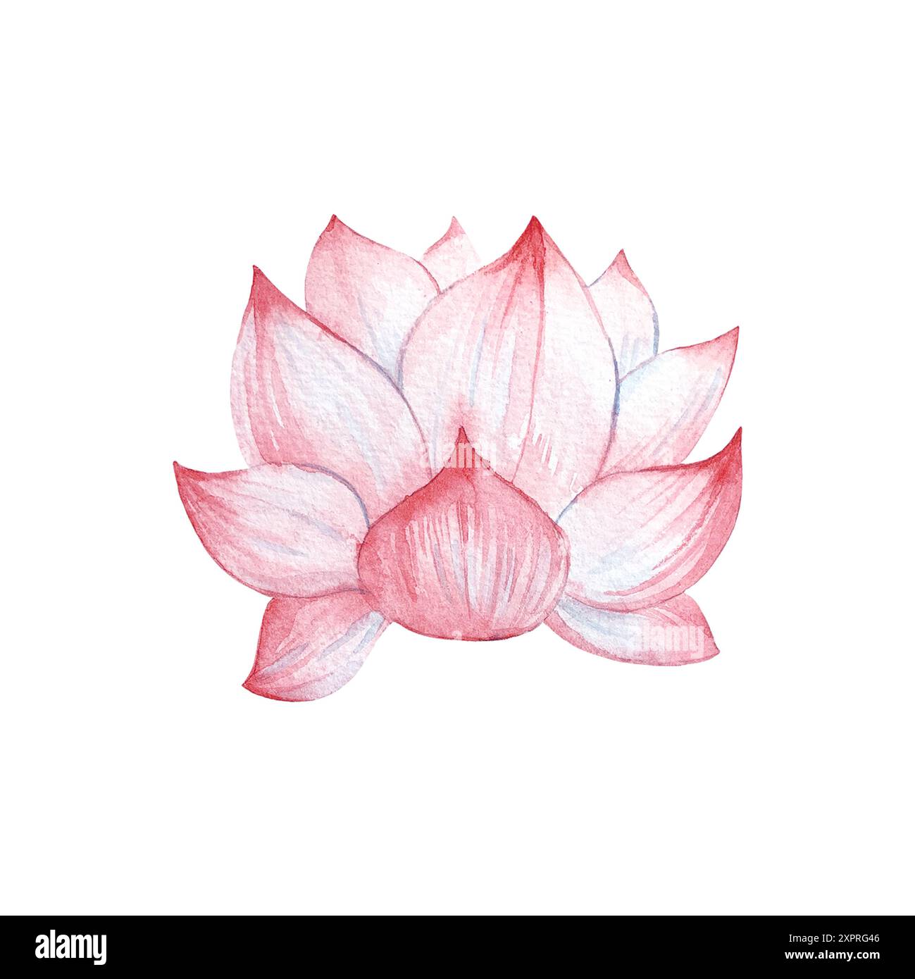 Illustrazione ad acquerello del fiore di loto disegnata a mano isolata su sfondo bianco. Foto Stock