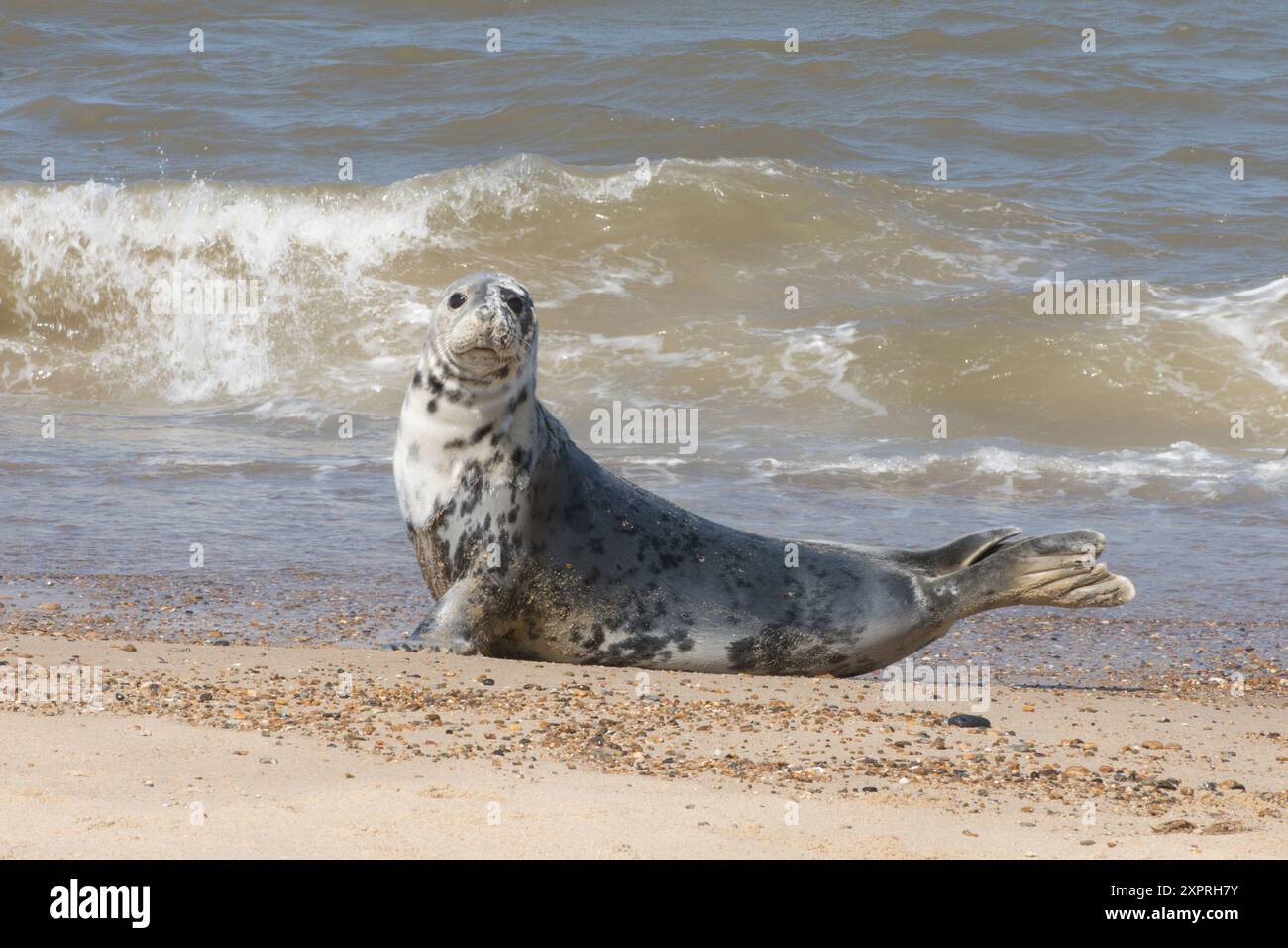 Vista laterale di una foca grigia sulla spiaggia con onde e mare dietro guardando la telecamera, foca grigia, Halichoerus grypus Foto Stock
