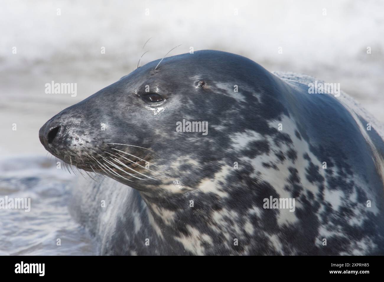 Profilo ritratto di una mucca femmina sigillo grigio, Halichoerus grypus Foto Stock