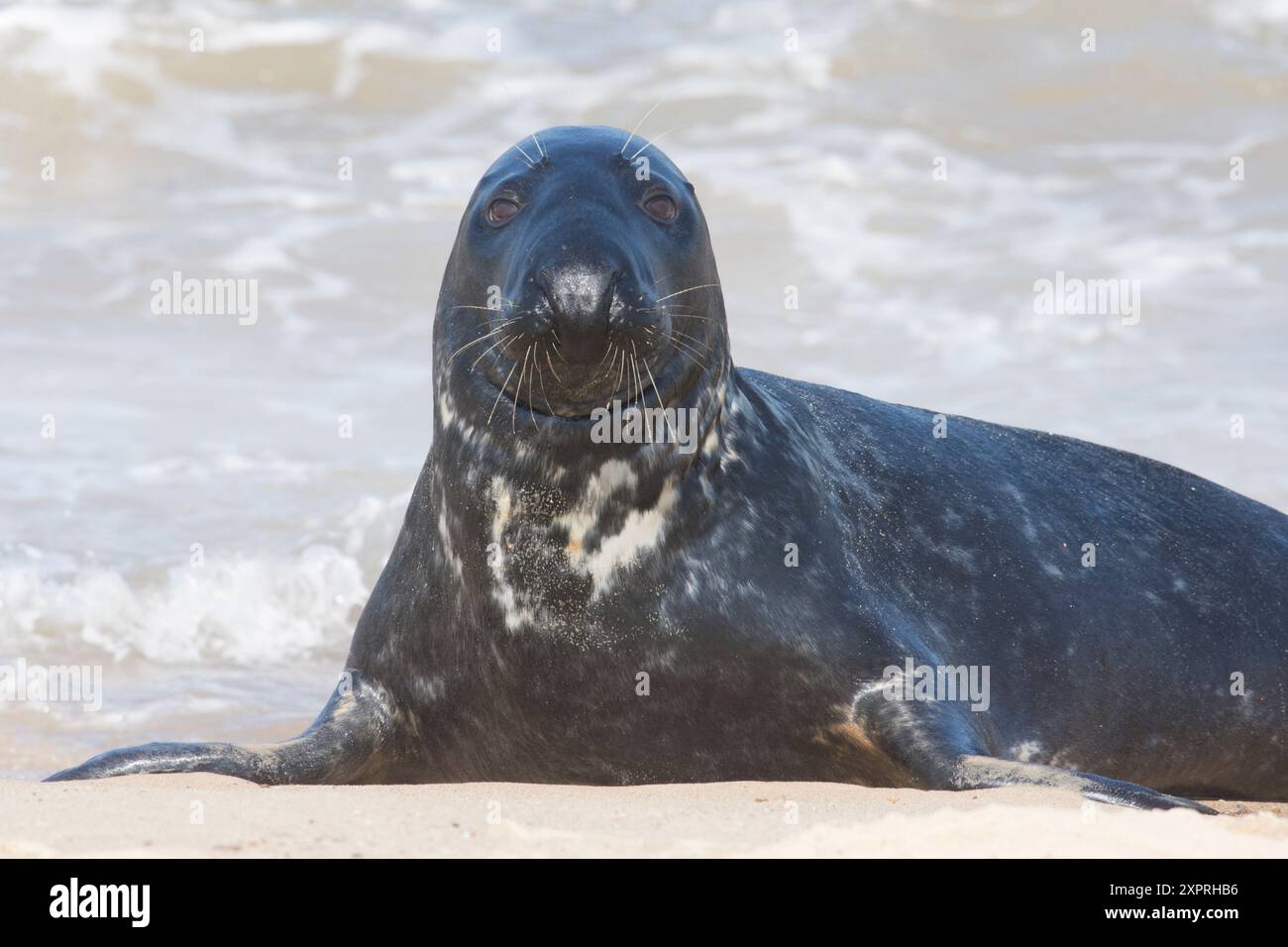 Fai un ritratto del maschio di foca grigia, toro, sulla spiaggia di fronte al mare, Norfolk, uk Maypus Foto Stock