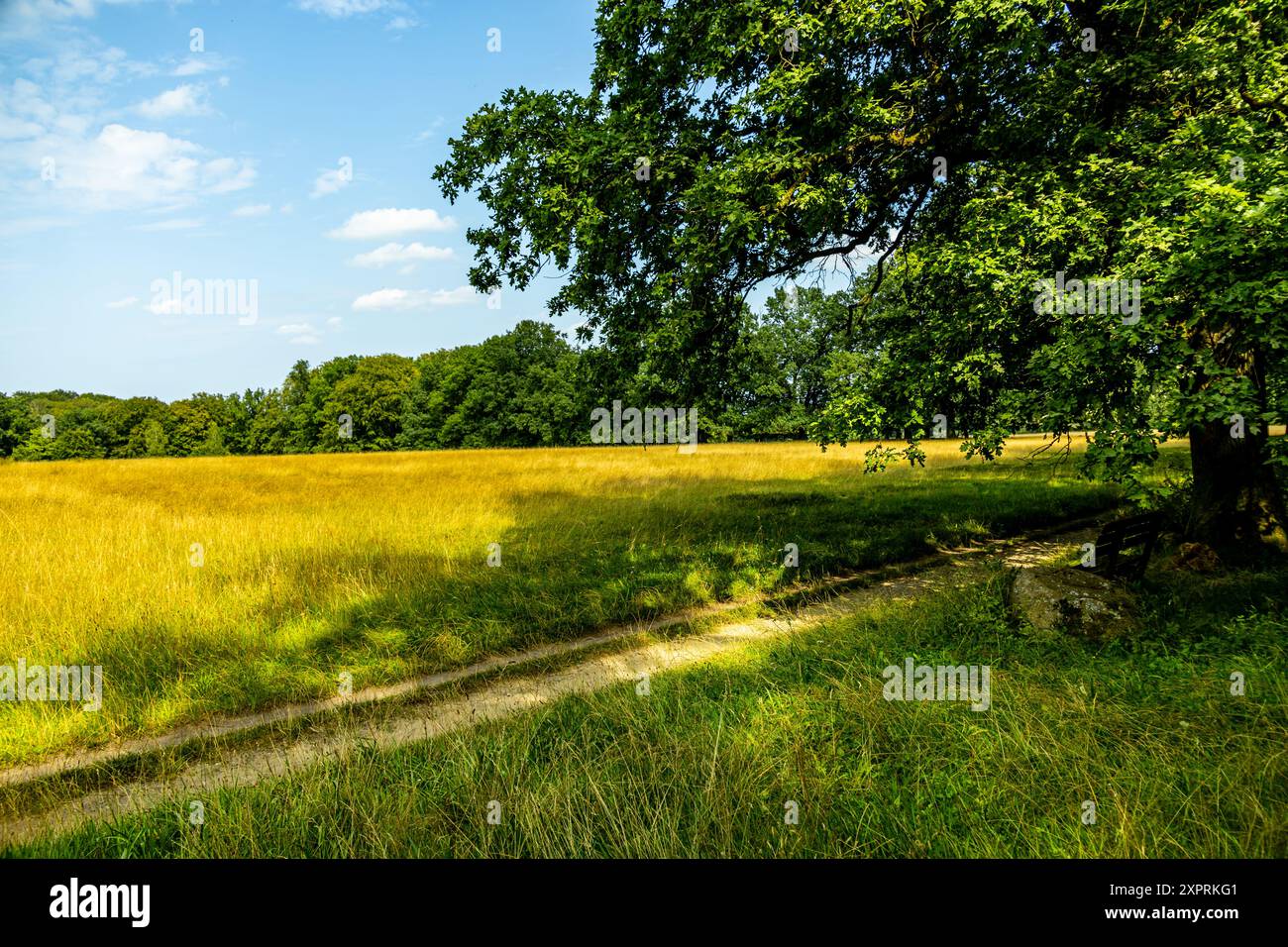 Una meravigliosa escursione attraverso il paesaggio unico e colorato della Behringer Heide - Bispingen - bassa Sassonia - Germania Foto Stock