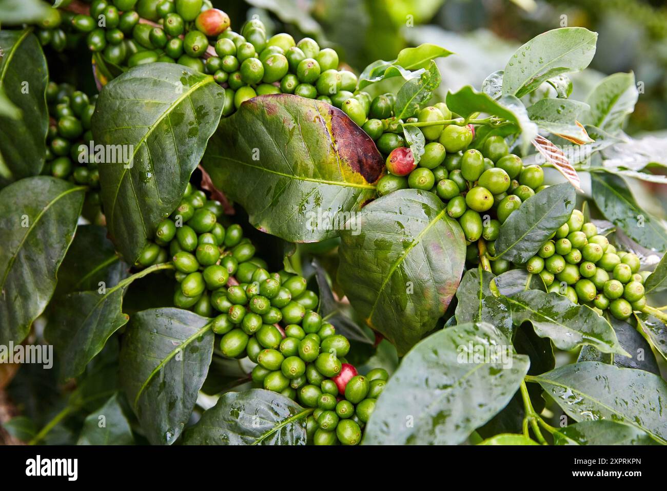 Cafetales, piantagioni di caffè, caffè paesaggio culturale, Quindio, Colombia, Sud America Foto Stock