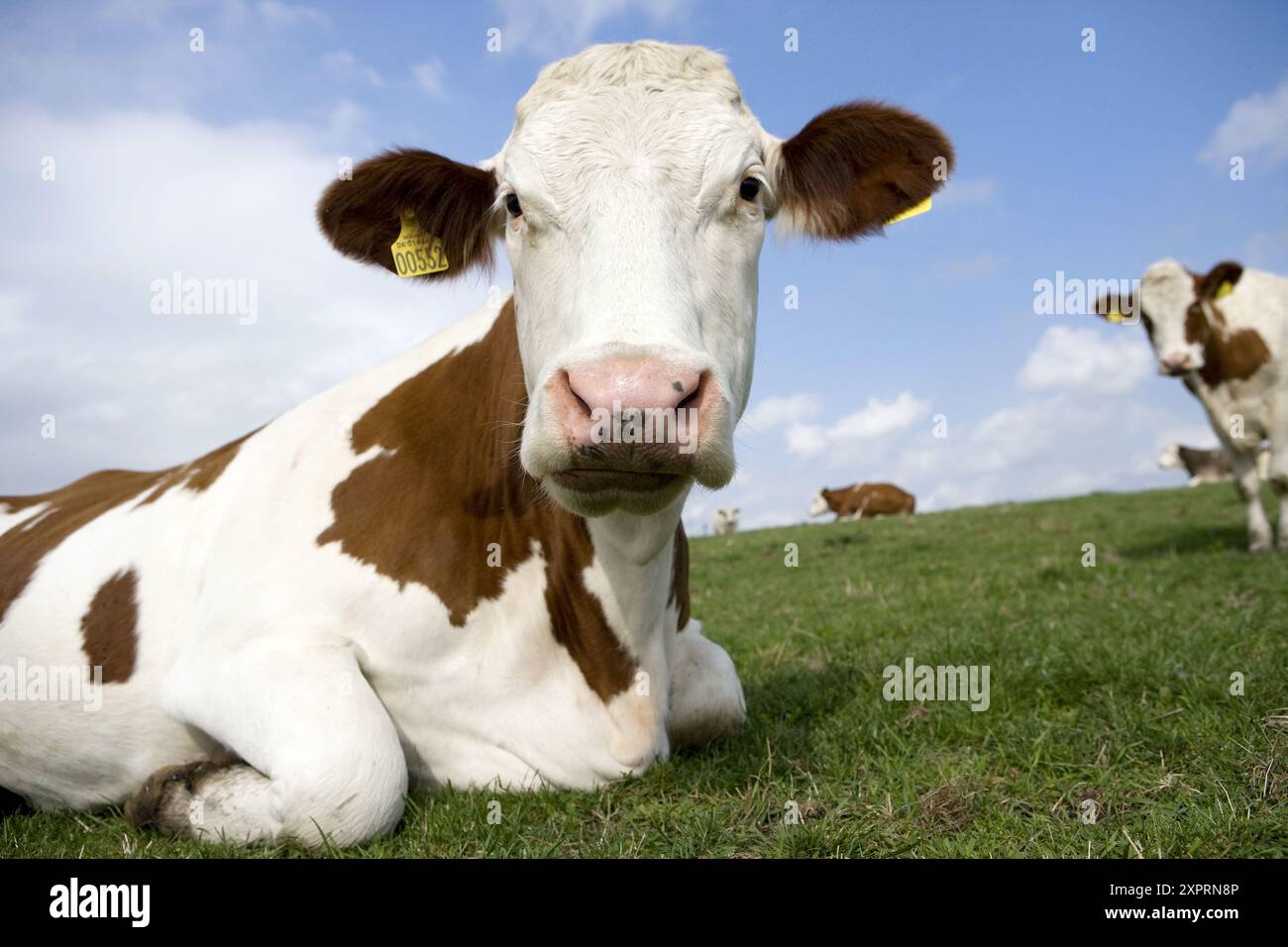 Le mucche al pascolo in Danimarca Foto Stock