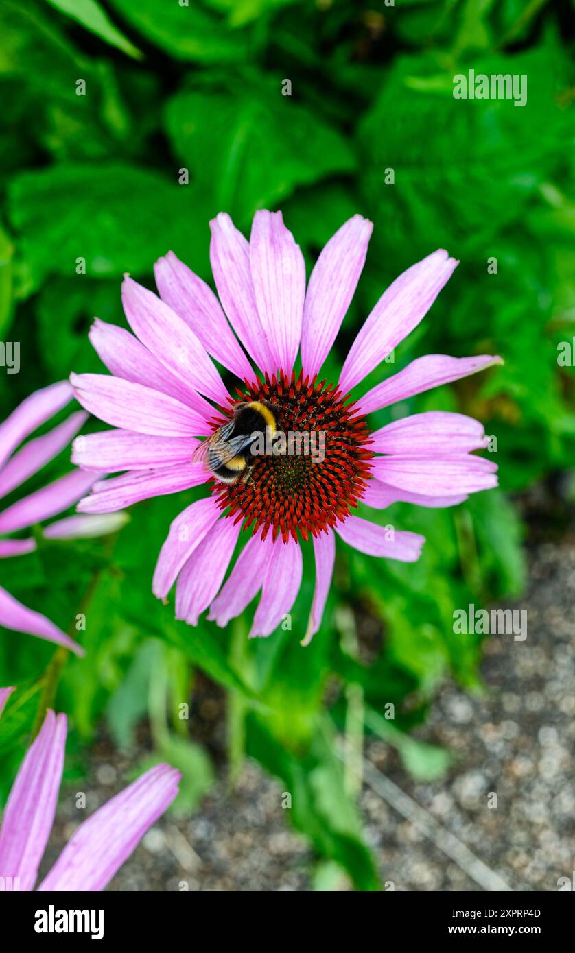 Purple coneflower in fiore Foto Stock