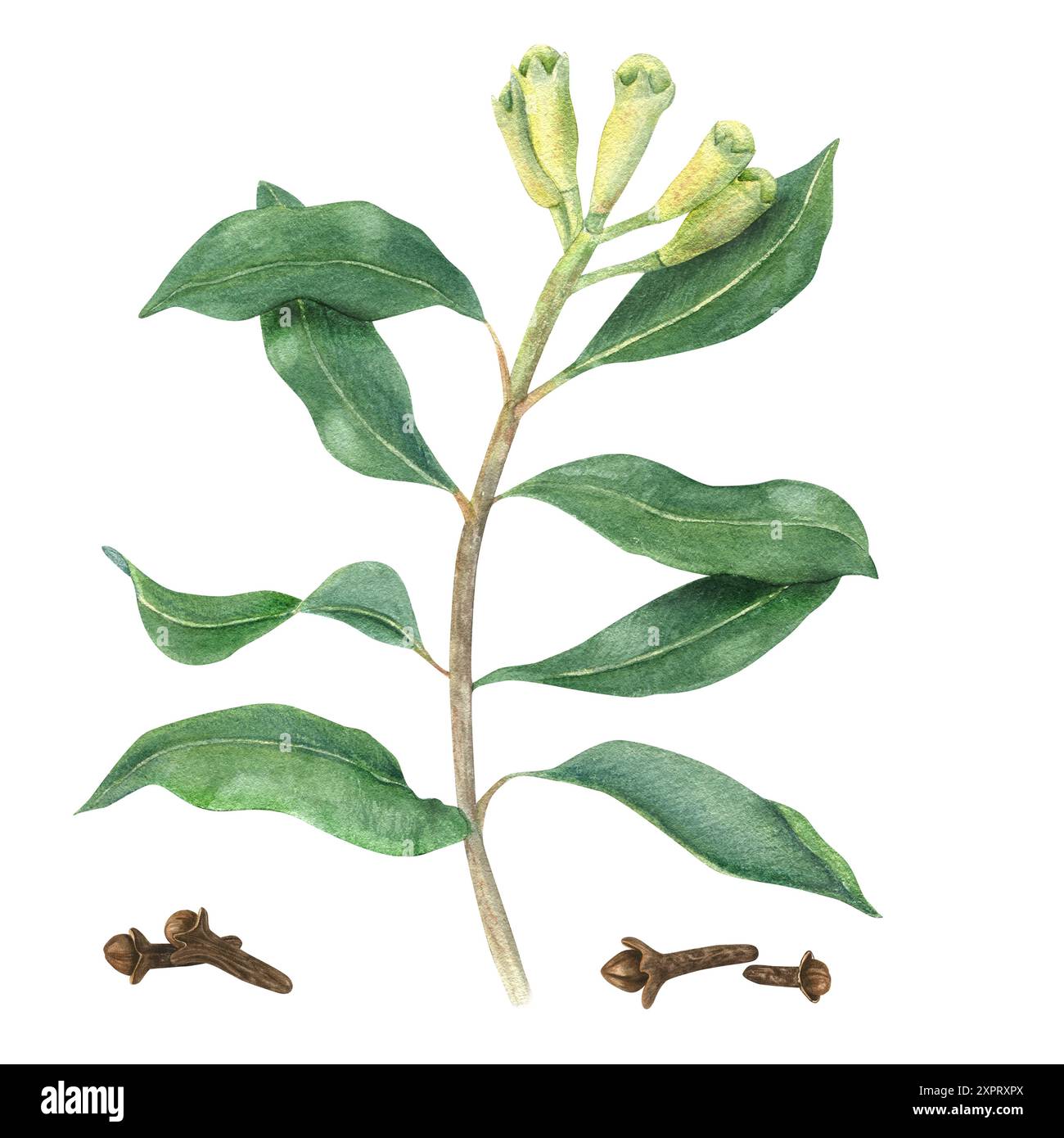 Pianta di chiodi di garofano. Spezie aromatiche secche. Ramoscello verde con gemme fresche e non mature. Cibo biologico sano per VIN brulé, cucina. Illustrazione acquerello Foto Stock