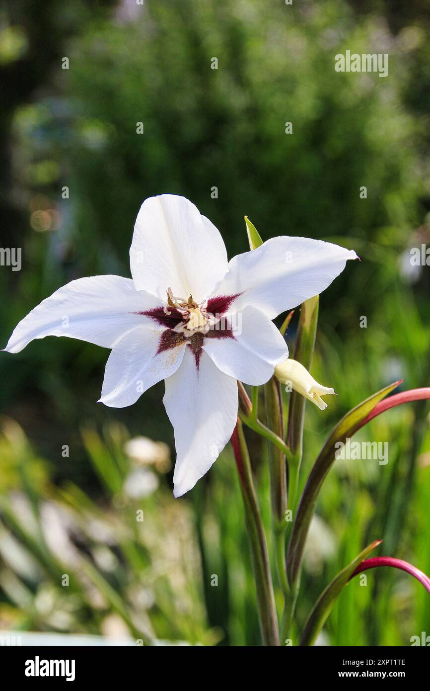 Orchidea di pavone in fiore a metà estate nel Regno Unito Foto Stock