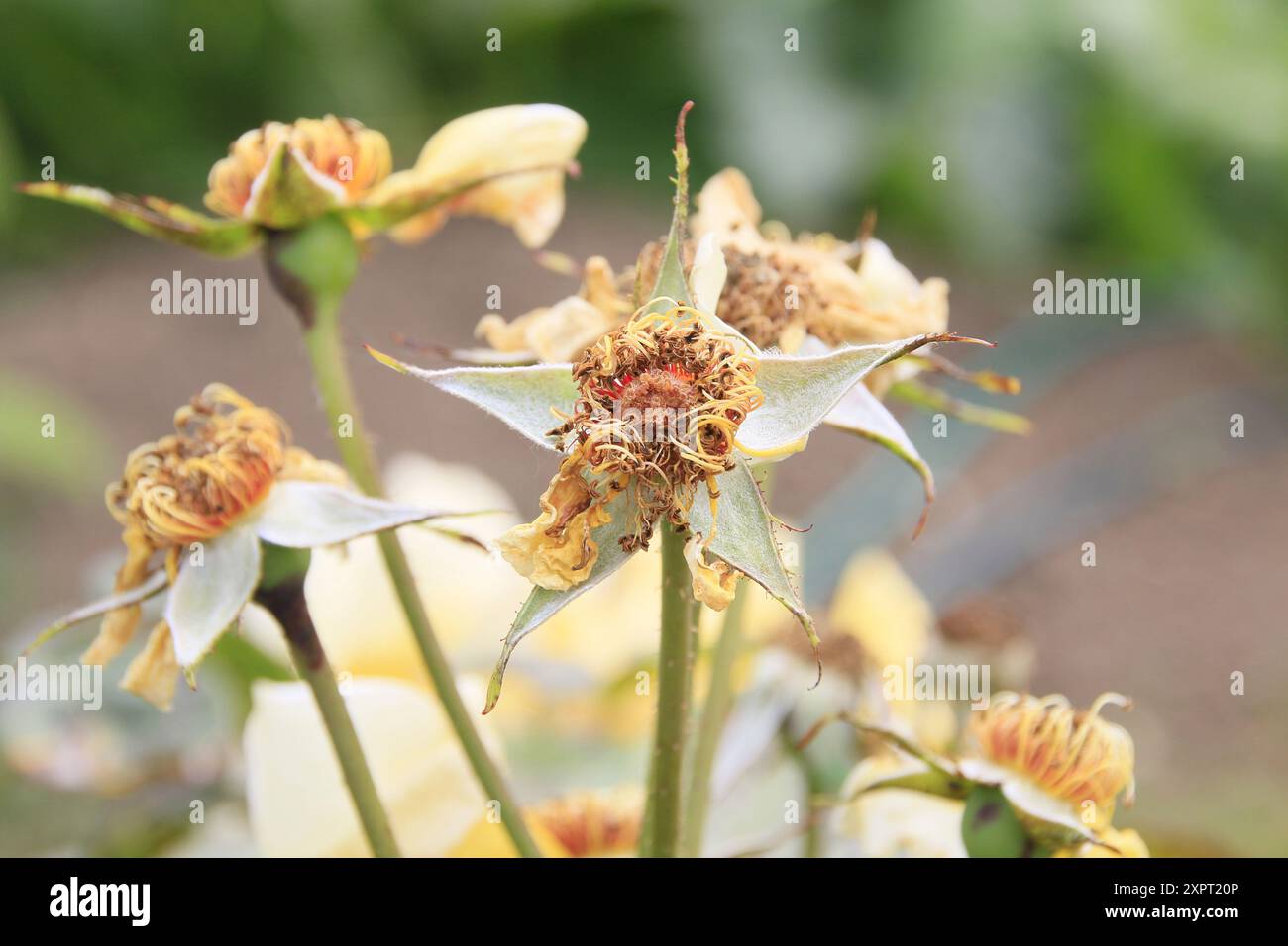 Rose che hanno bisogno di un colpo di grazia Foto Stock