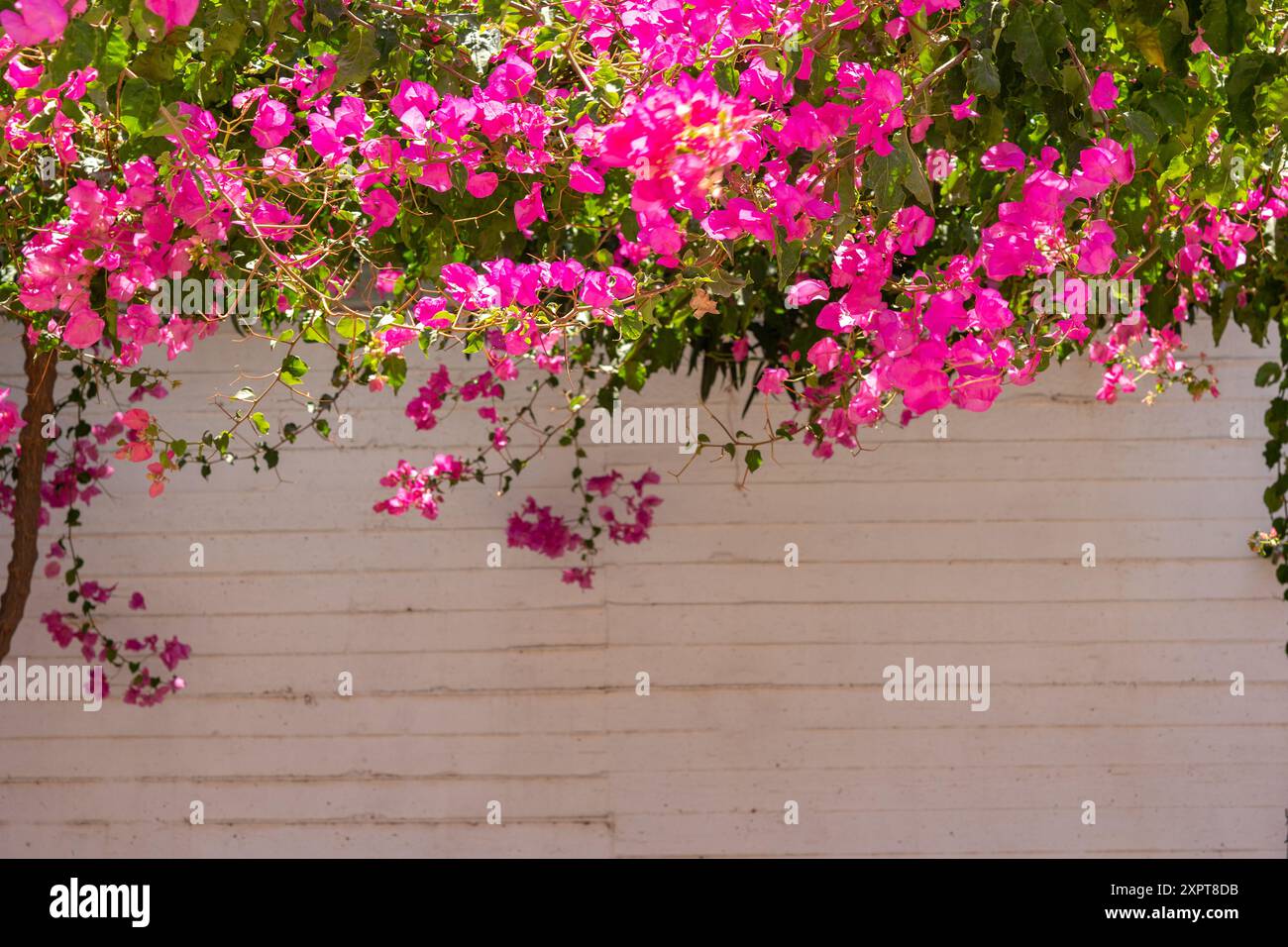 Bouganville rosa su una parete bianca, primavera mediterranea e sfondo panoramico estivo. Foto Stock