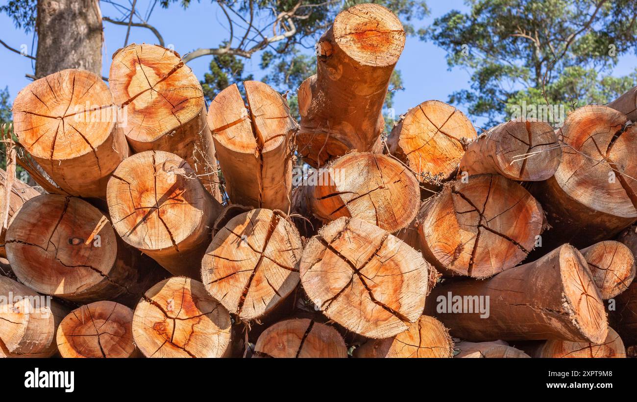 grandi vecchi alberi di gomma asciutti caduti da motosega e tronchi di tronchi tronchi tronchi tronchi tronchi tronchi troncati presentano dettagli di texture a primo piano. Foto Stock