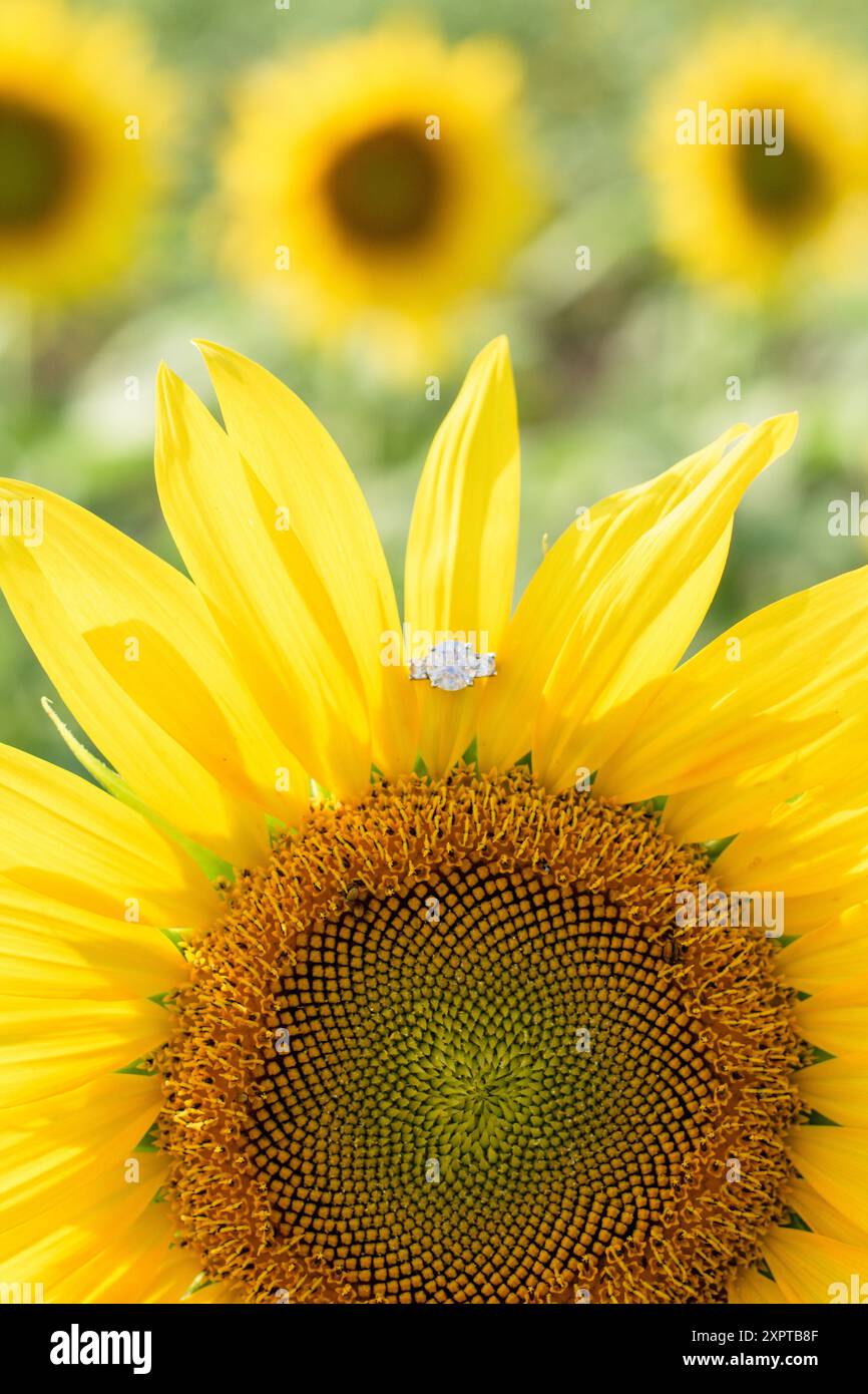 Anello di innesto in un campo di girasole Foto Stock