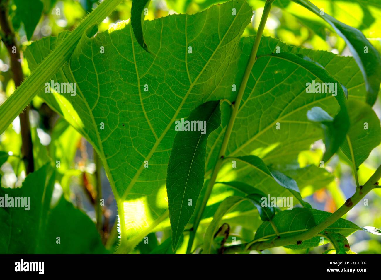 Le foglie verdi brillanti prosperano in un giardino fiorente, catturando la luce del sole con i loro colori vivaci e mostrando la bellezza della natura. Foto Stock