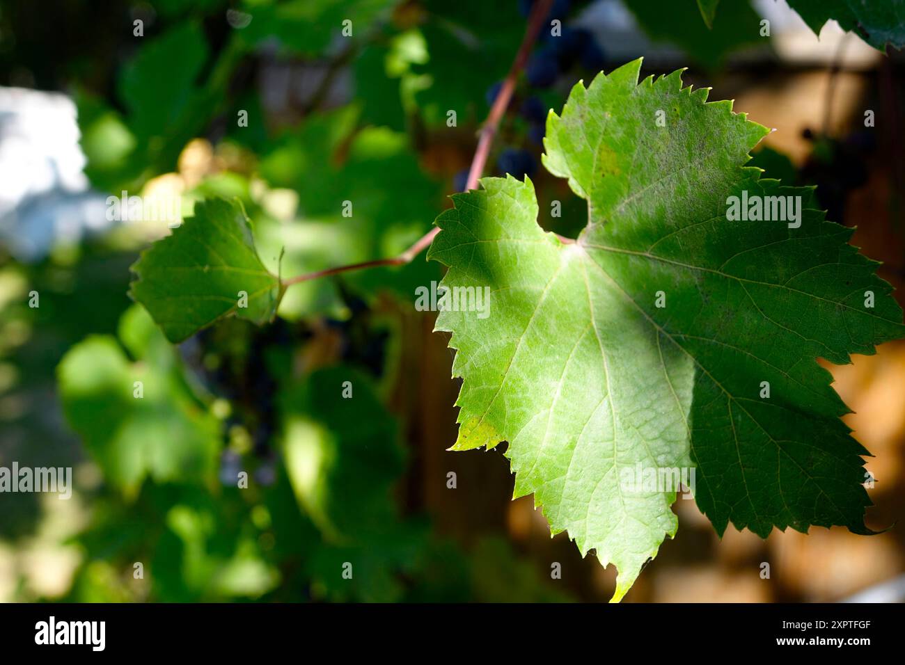 Le foglie d'uva testurizzate sono illuminate dalla luce del sole del pomeriggio, mostrando i loro vibranti colori verdi e gli intricati motivi su uno sfondo sfocato. Foto Stock