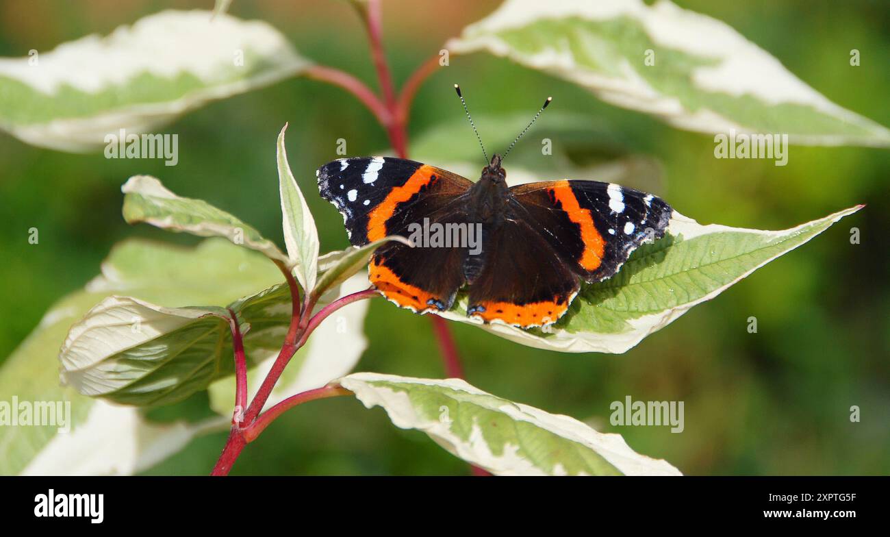 Ammiraglio rosso che riposa su una foglia di Cornus Foto Stock