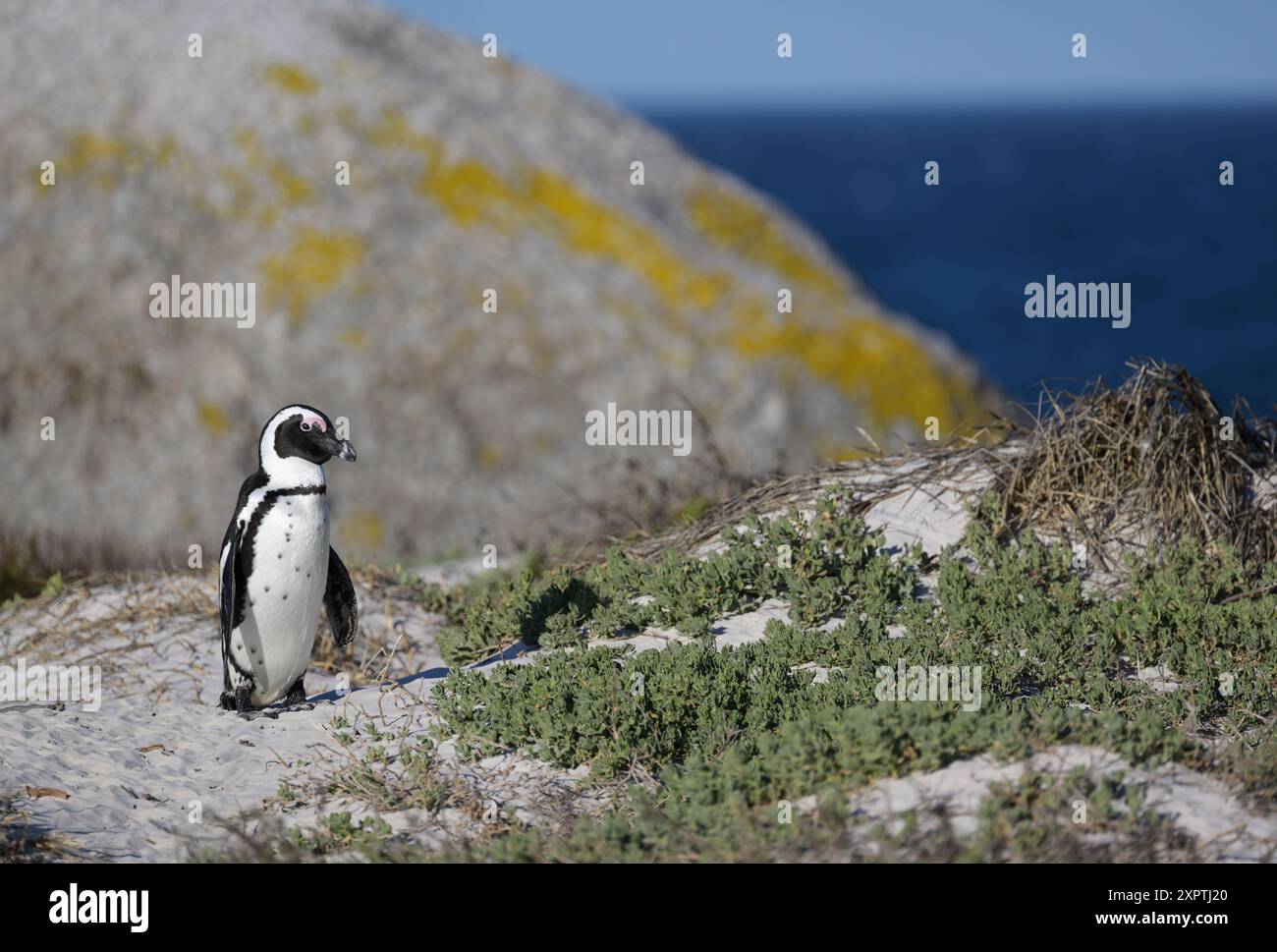 Pinguino africano, Spheniscus demersus, Boulders Beach, Capo Occidentale, Sudafrica Foto Stock
