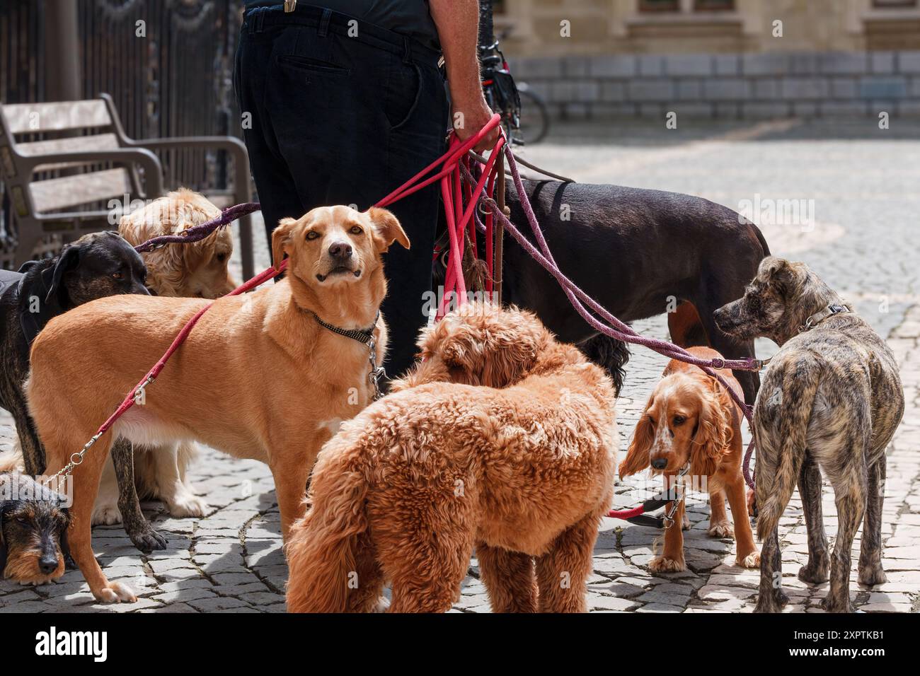 Un camminatore che tiene in mano diversi guinzagli si staglia con varie razze di cani su una strada della città. Foto Stock